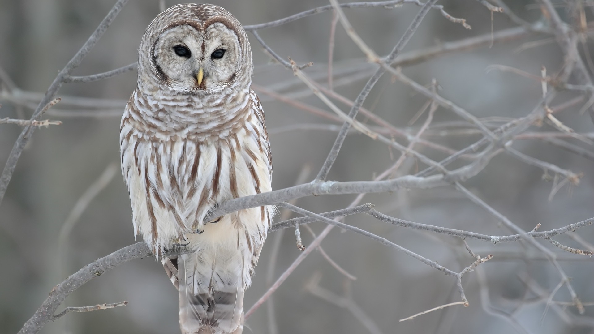 Barred owl perched on a tree branch in winter HD Wallpaper
