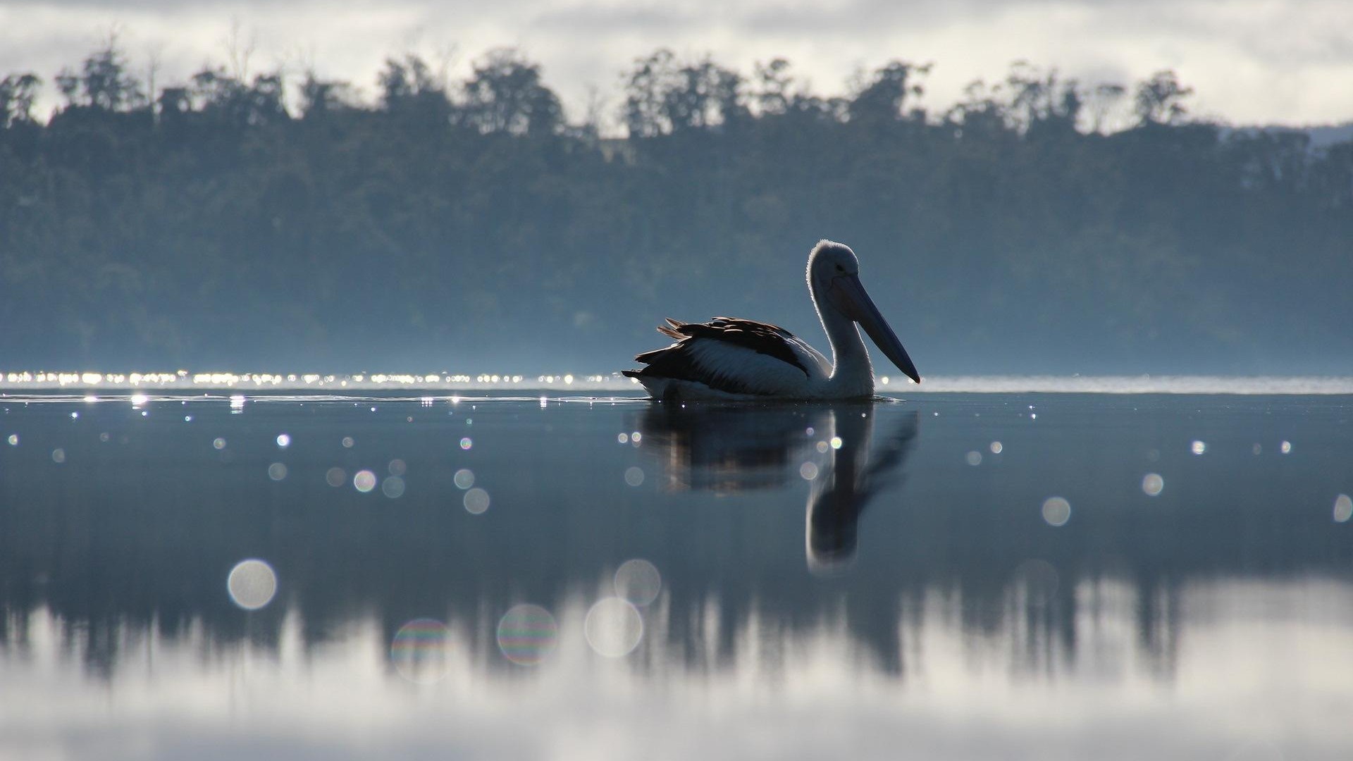 Pelican swimming on a misty lake at sunrise HD Wallpaper