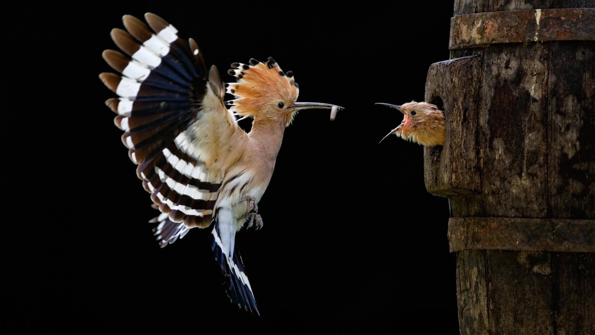 Hoopoe feeding a chick in a wooden nest HD Wallpaper