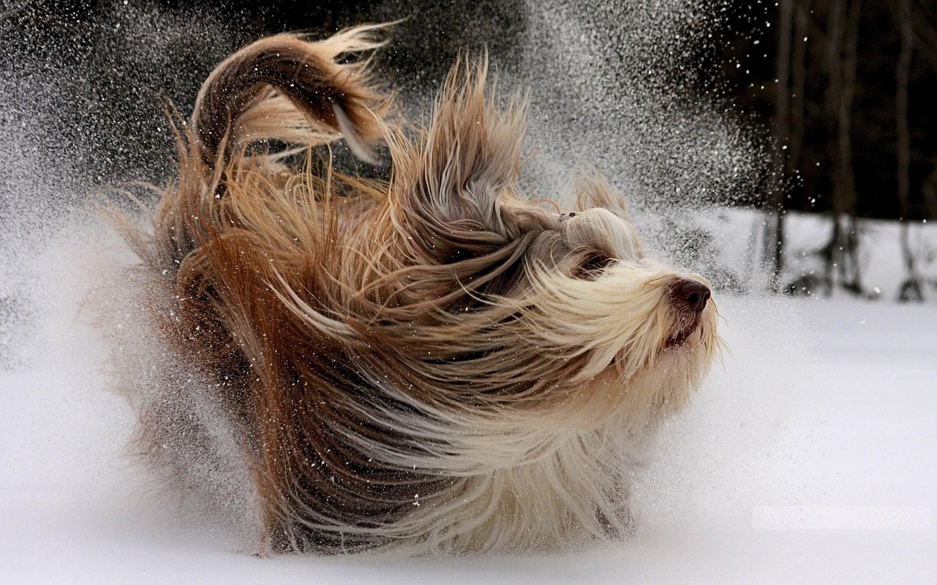 Bearded Collie playing in the snow HD Wallpaper