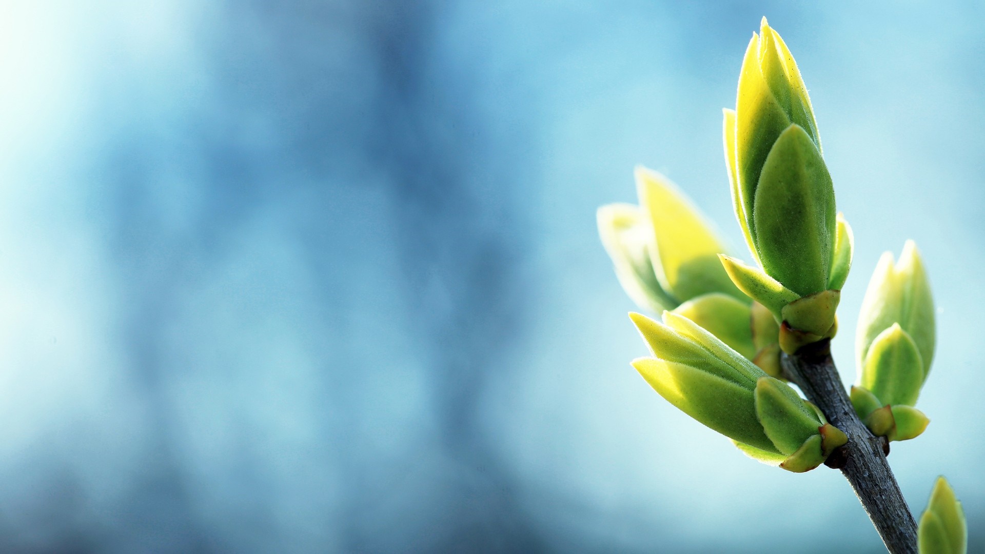 Close-up of green plant buds on a branch with a blue bokeh background HD Wallpaper
