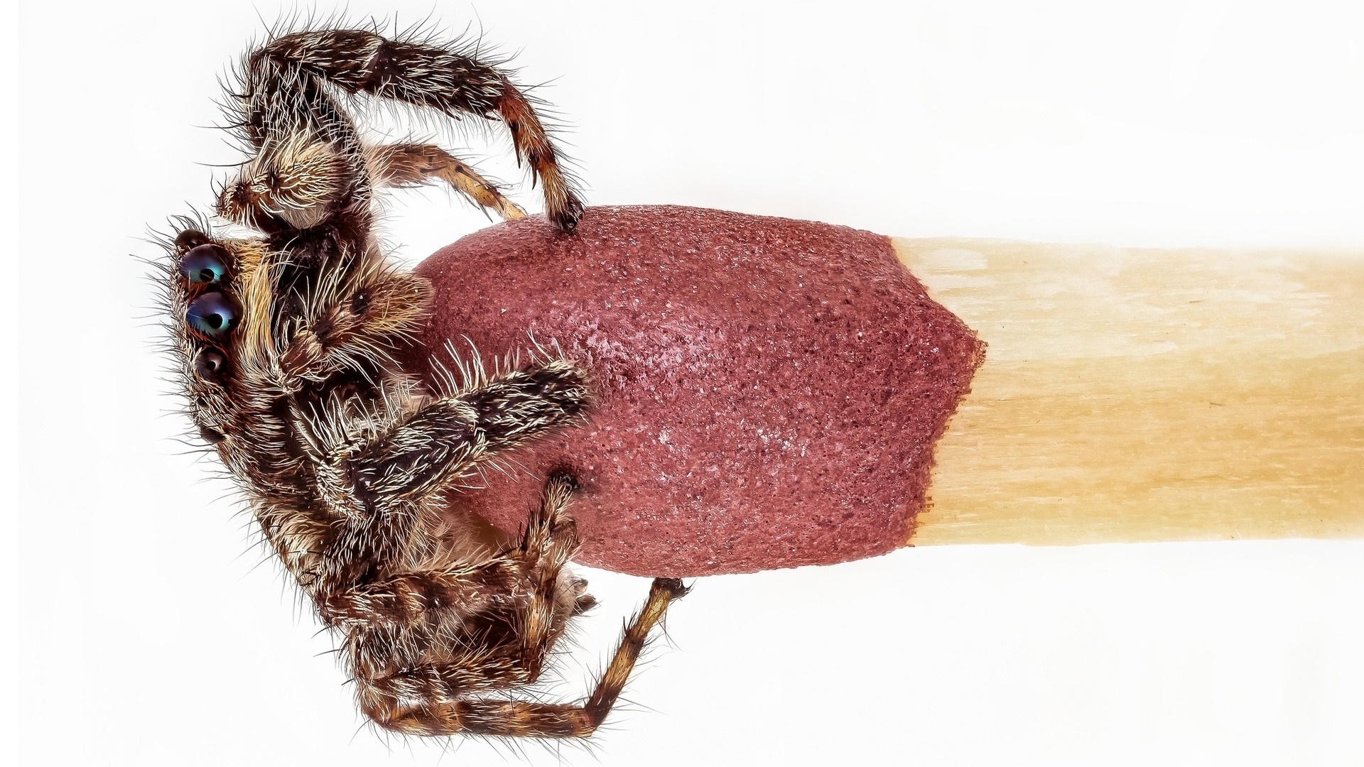 Jumping spider on a match head HD Wallpaper