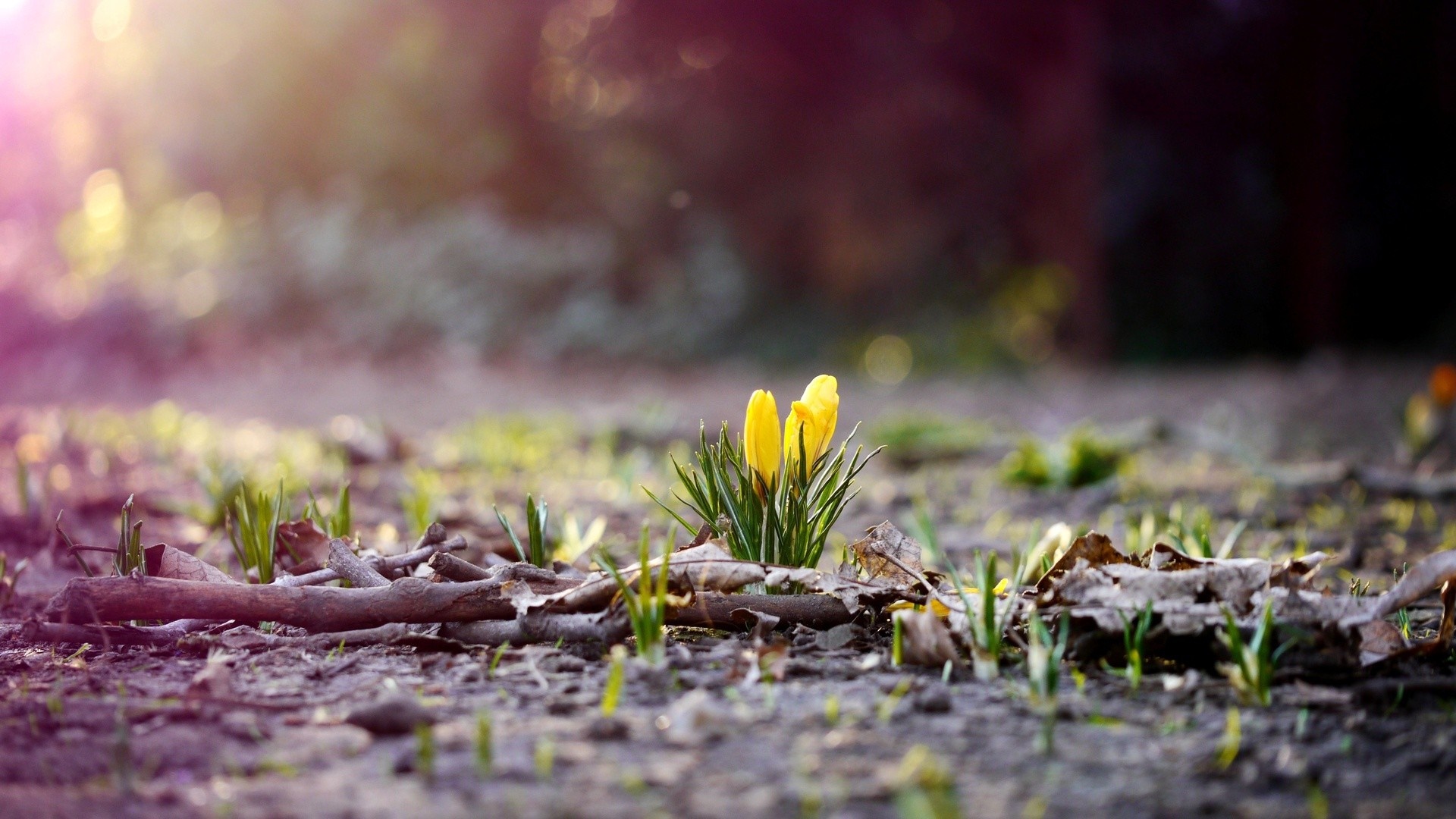 Yellow crocus flowers emerging from the soil in a forest HD Wallpaper