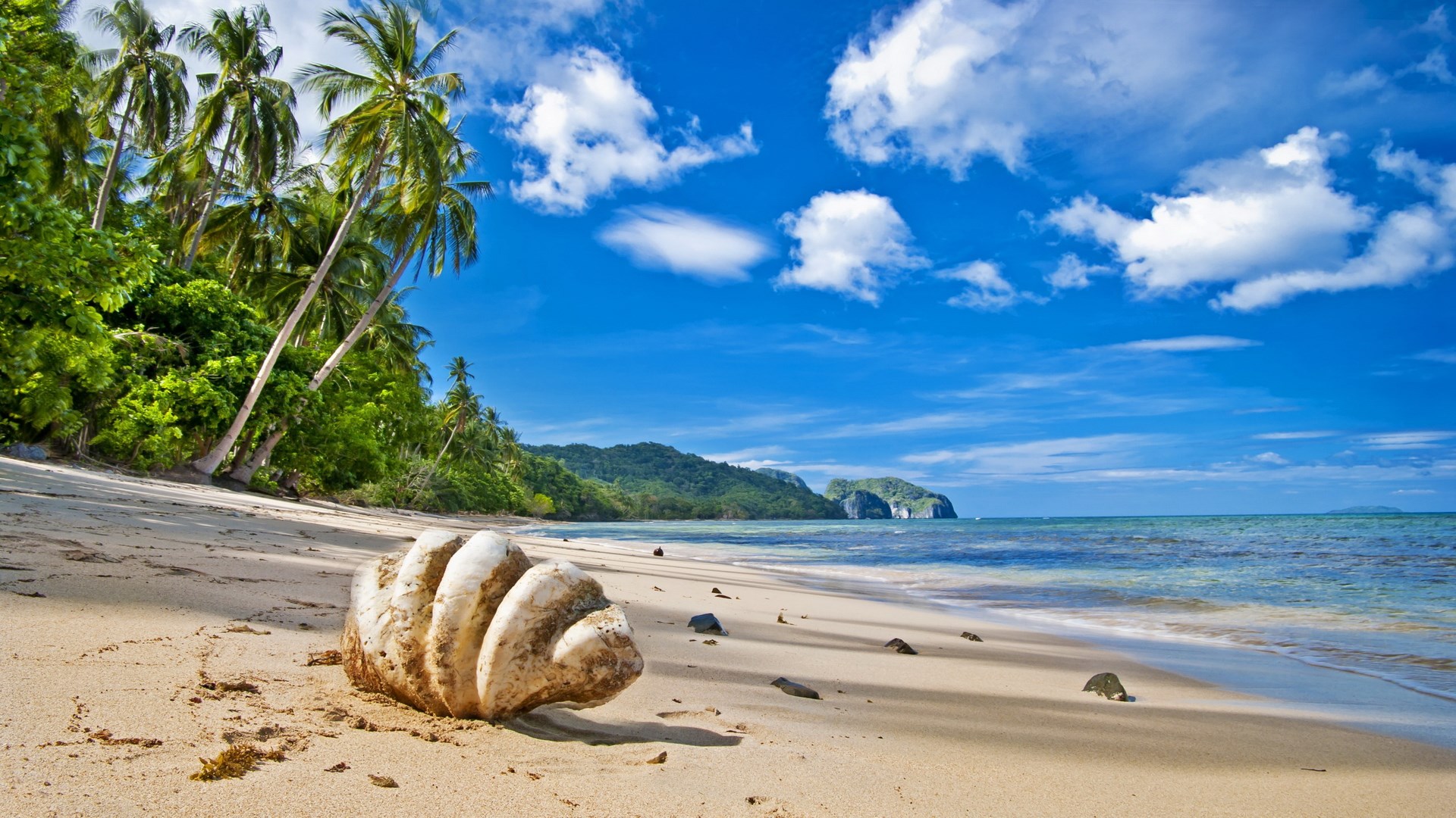 Tropical beach with palm trees and a large shell HD Wallpaper