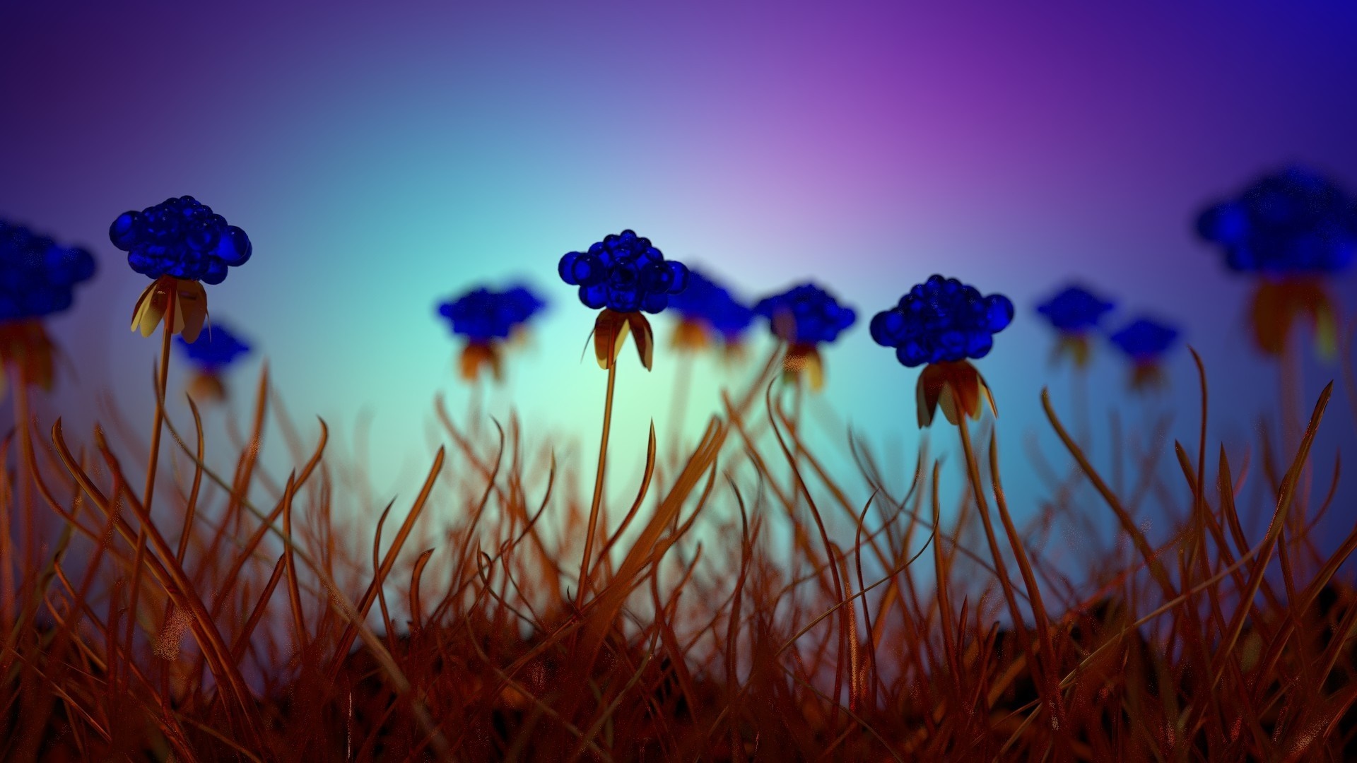 Blue flowers in a field with sunset sky HD Wallpaper