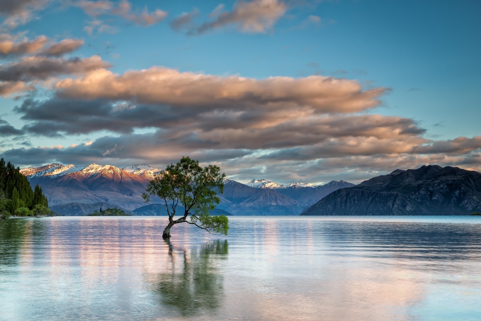 Lone tree in Lake Wanaka, New Zealand at sunset HD Wallpaper