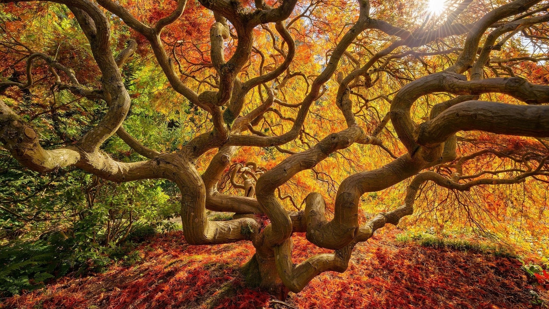 Twisted Japanese Maple tree in autumn with fallen leaves HD Wallpaper