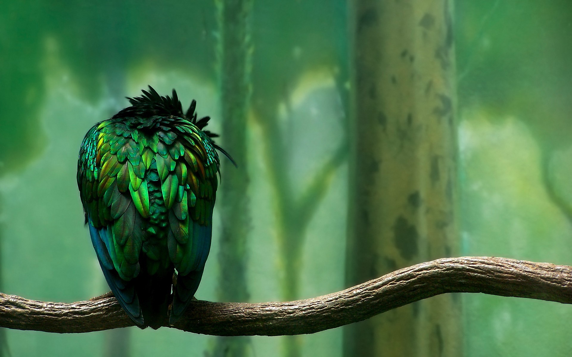 Green bird with iridescent feathers on a branch HD Wallpaper
