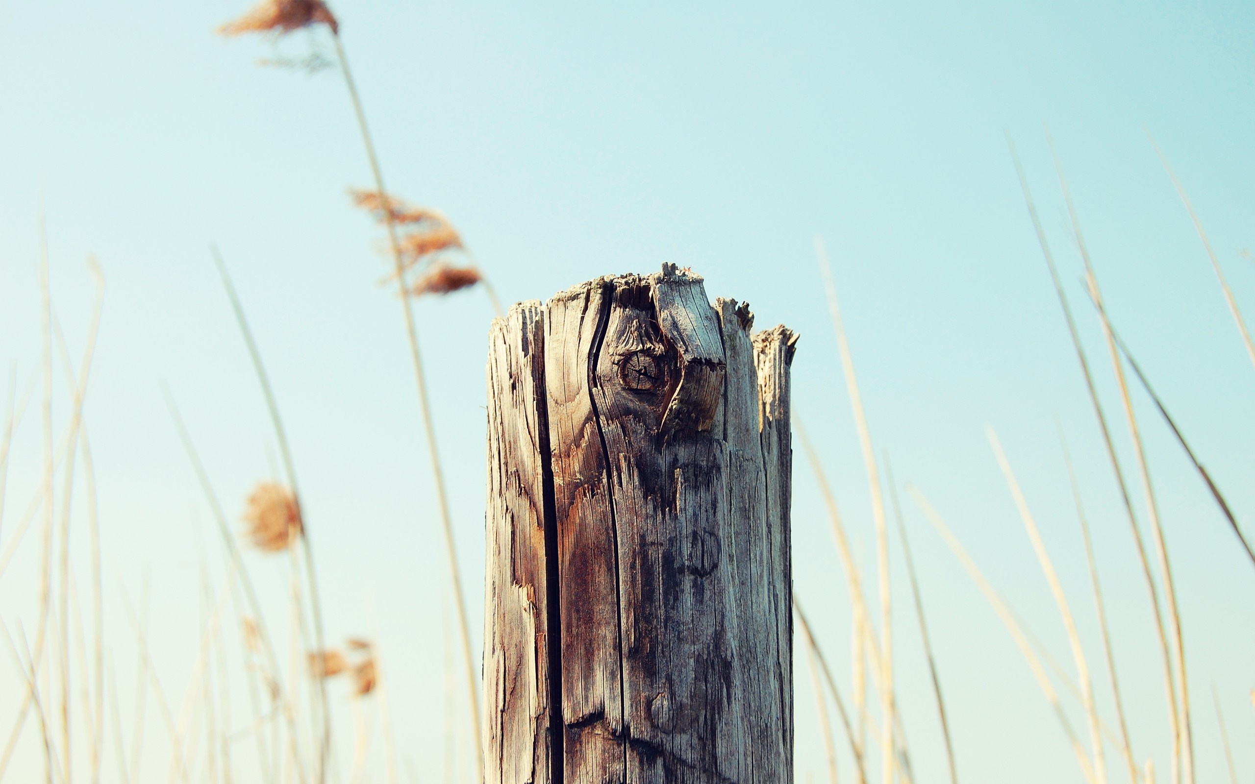 Weathered wooden post with dry reeds against a clear sky HD Wallpaper