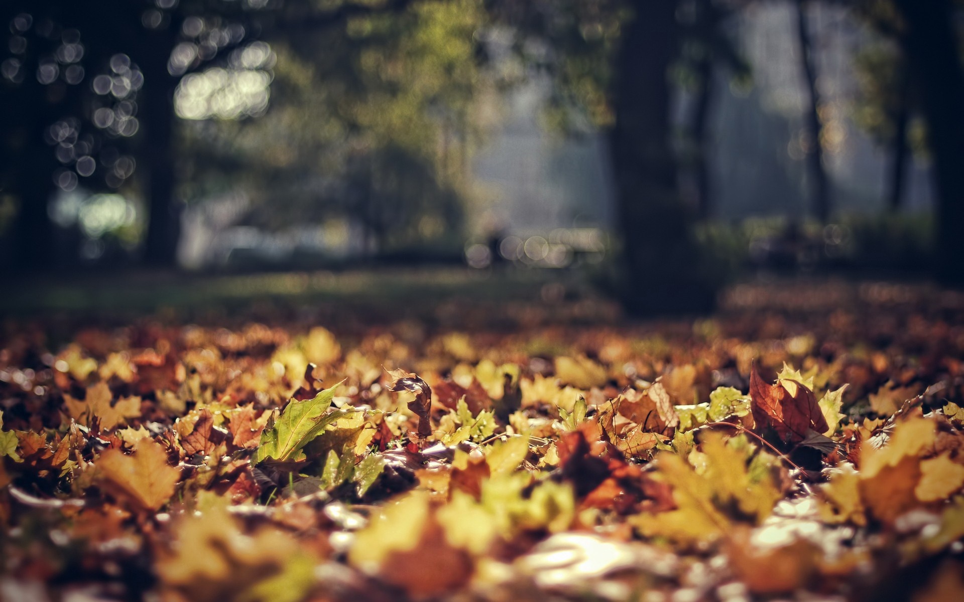 Fallen autumn leaves on the ground in a park HD Wallpaper