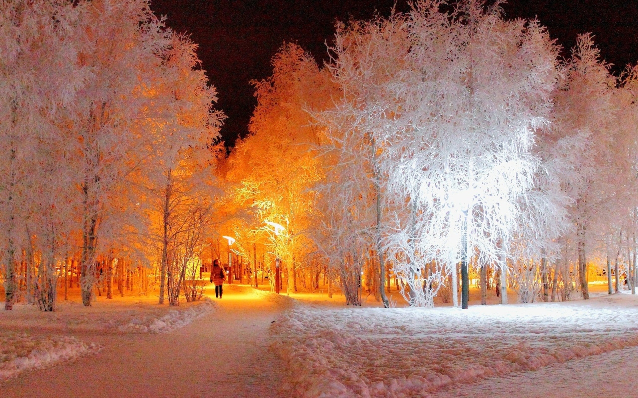 Snowy park at night with illuminated trees HD Wallpaper