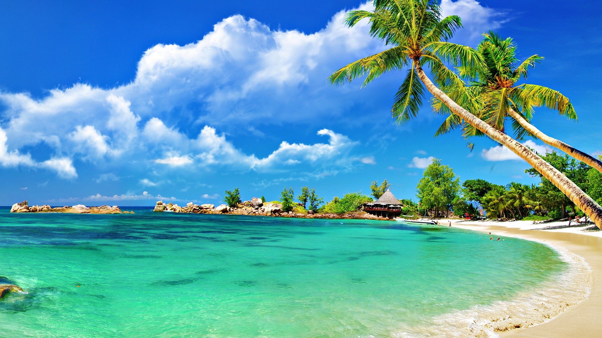 Tropical beach with palm trees and turquoise water HD Wallpaper
