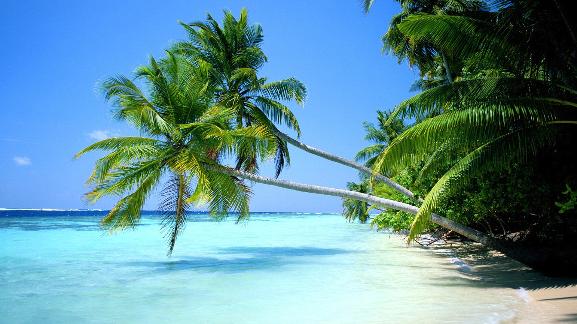 Palm trees over a tropical beach and turquoise ocean HD Wallpaper