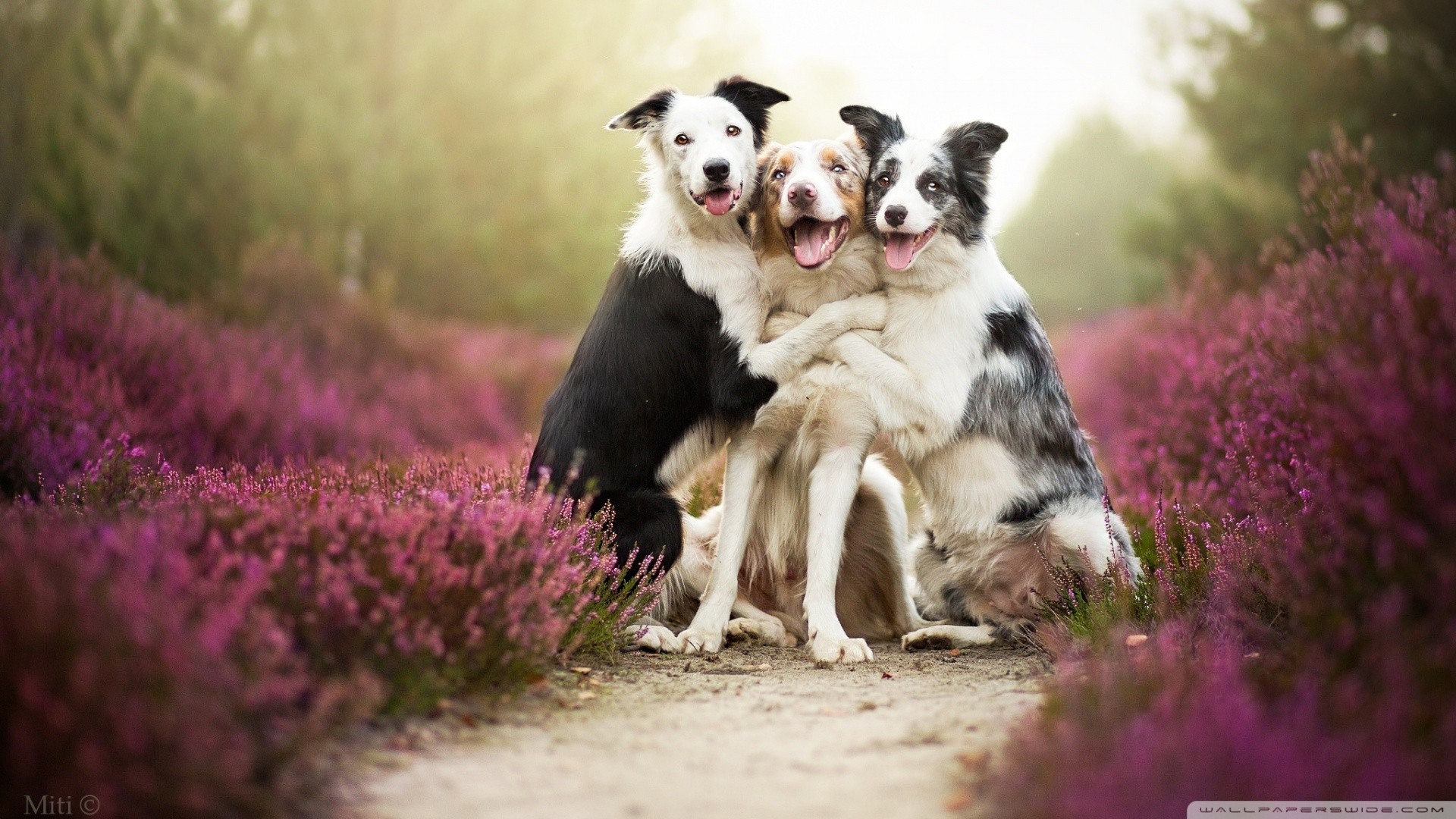 Three Border Collies hugging in a field of lavender HD Wallpaper