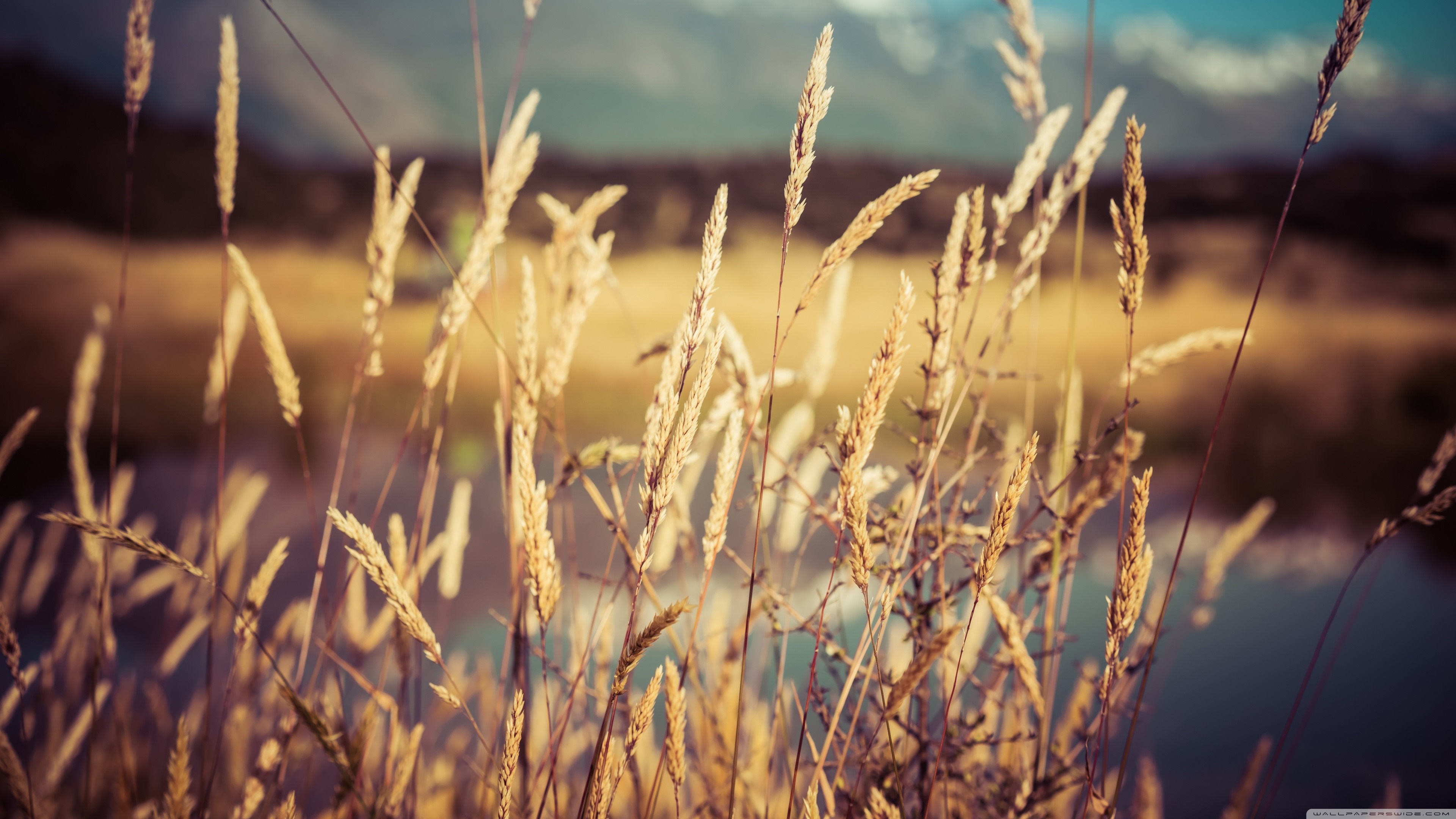 Close-up of dry grass stalks with blurred background HD Wallpaper