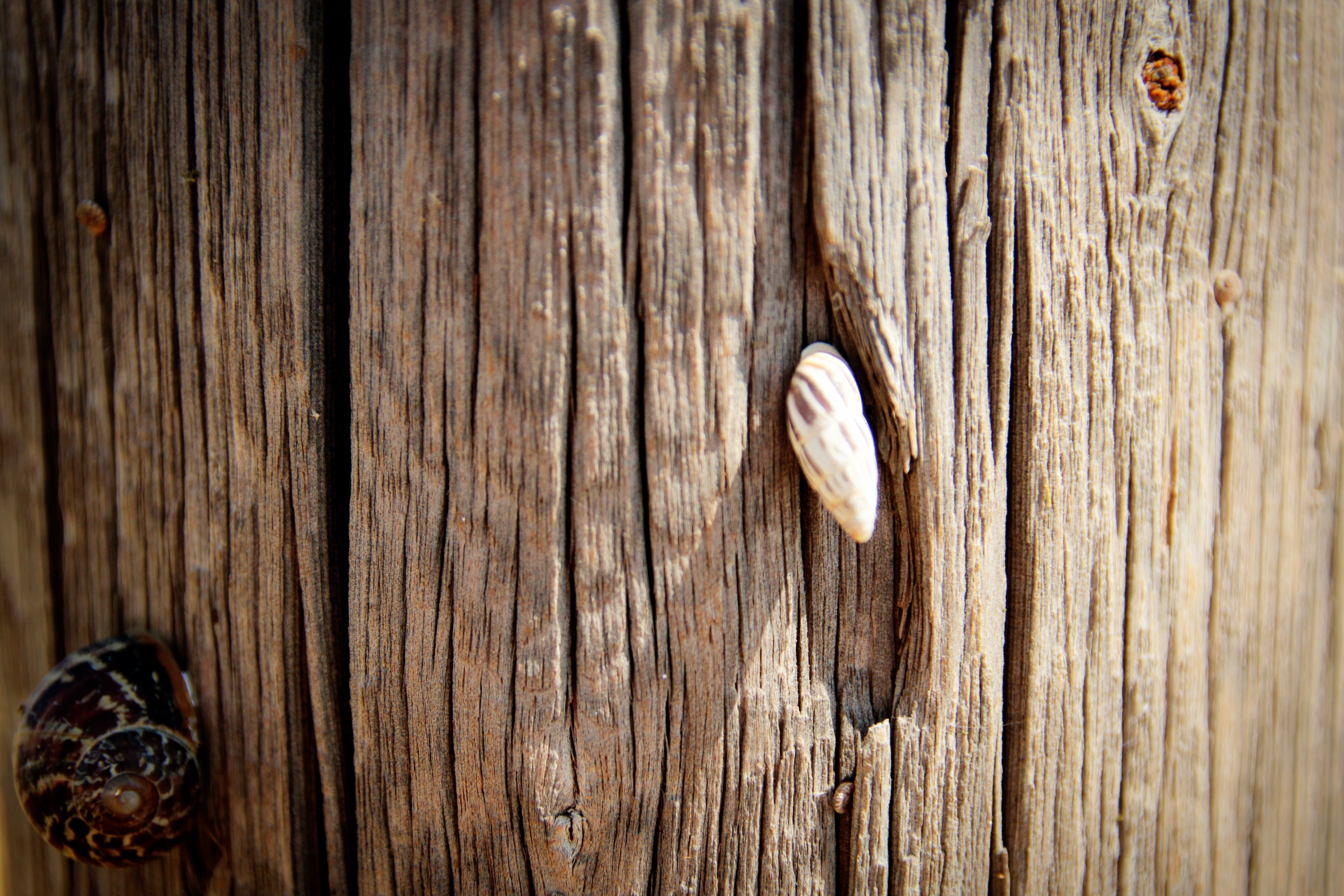 Two shells on a weathered wooden surface HD Wallpaper
