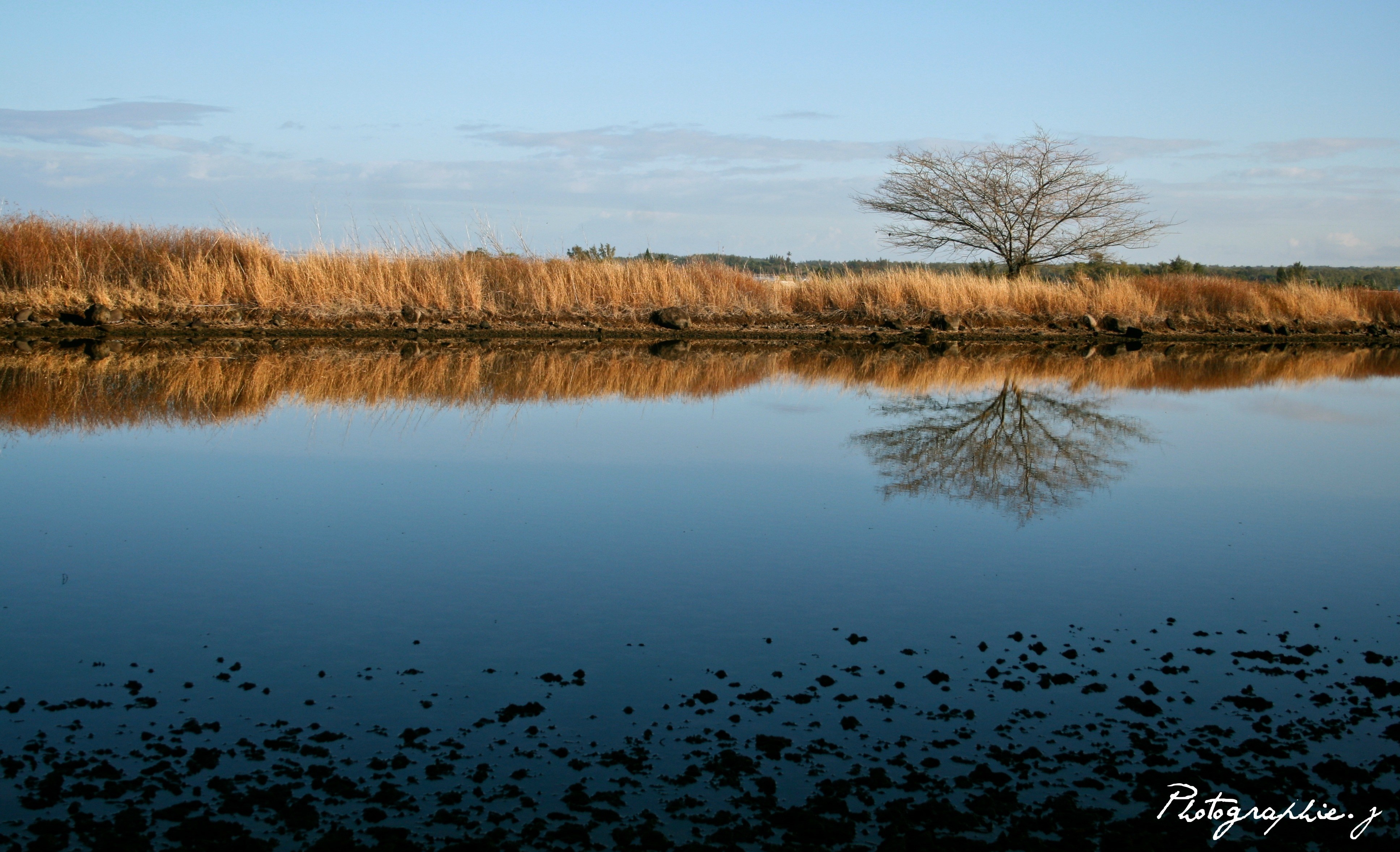Bare tree reflected in calm water with dry grass bank HD Wallpaper