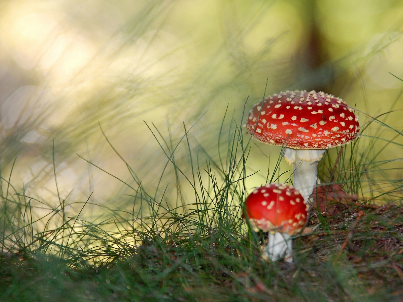 Two red and white mushrooms in grass HD Wallpaper
