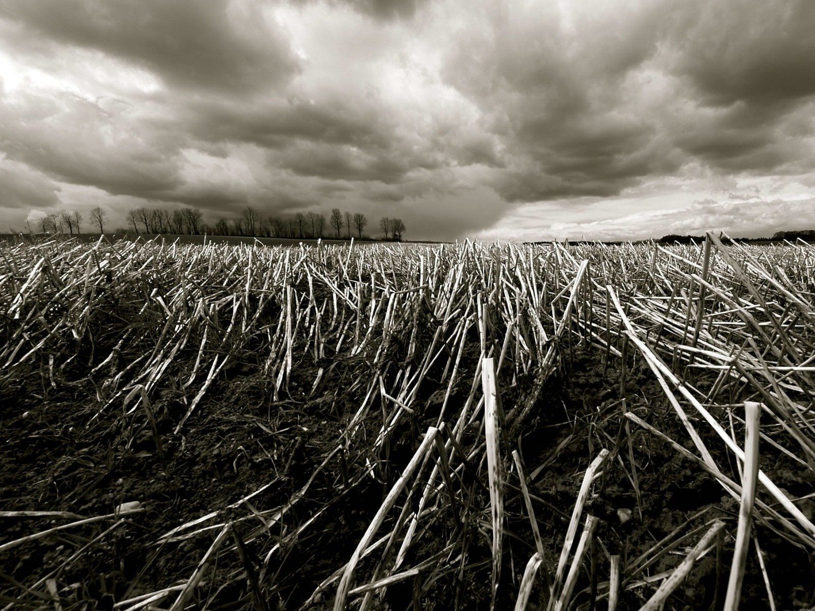 Field of stubble under cloudy sky HD Wallpaper