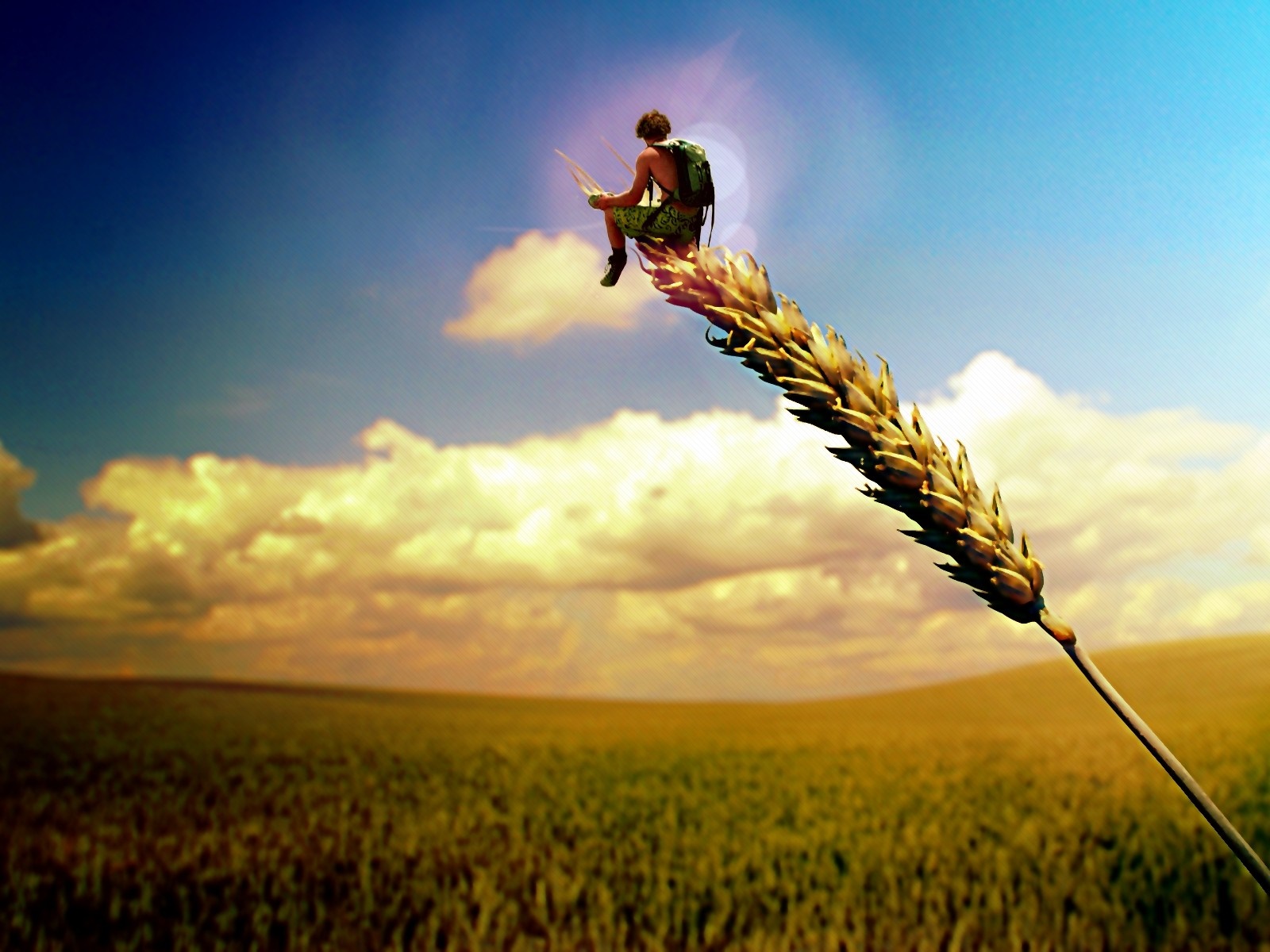 Man sitting on a wheat stalk in a field HD Wallpaper