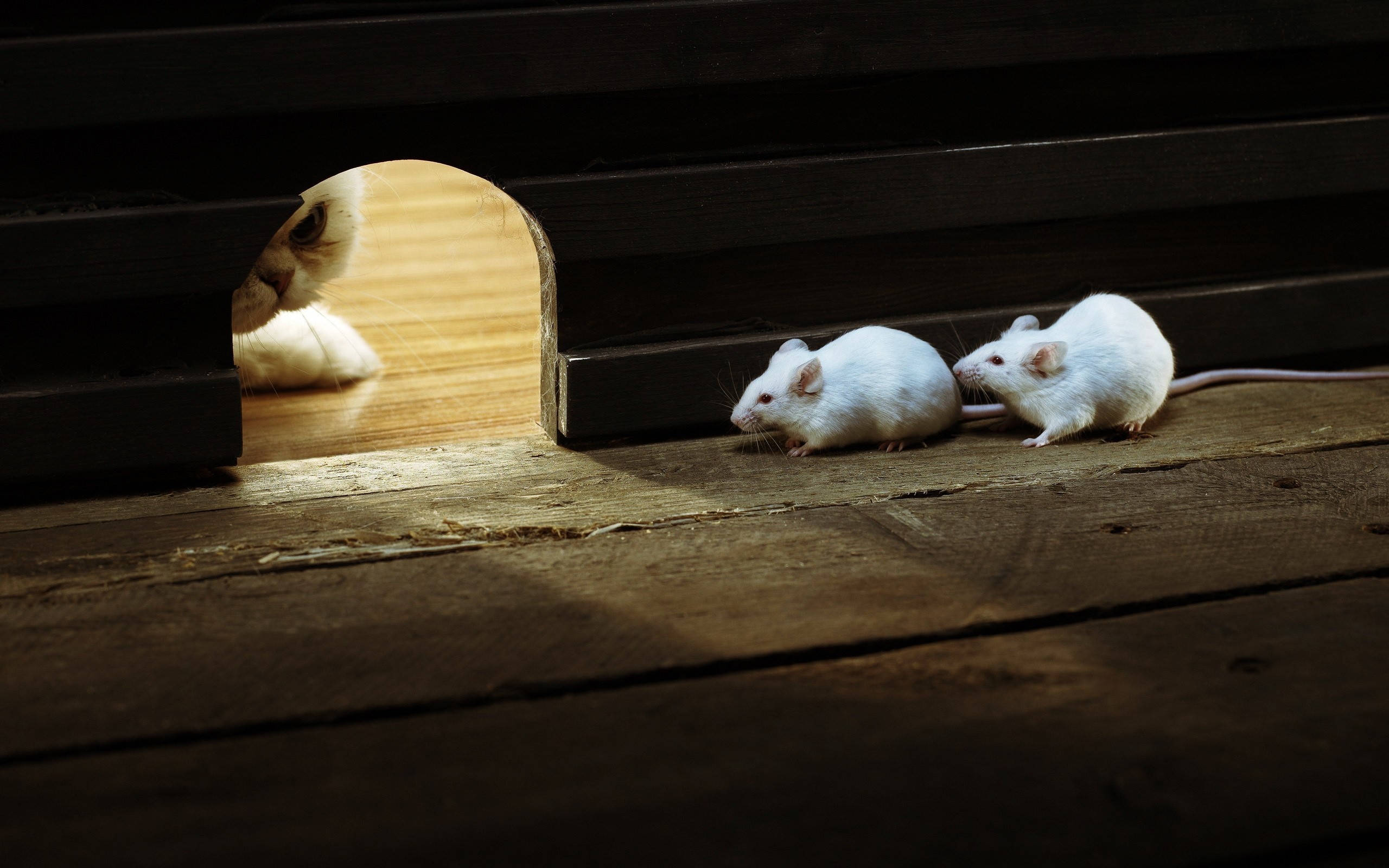 Cat peeking from hole at two white mice on wooden floor HD Wallpaper