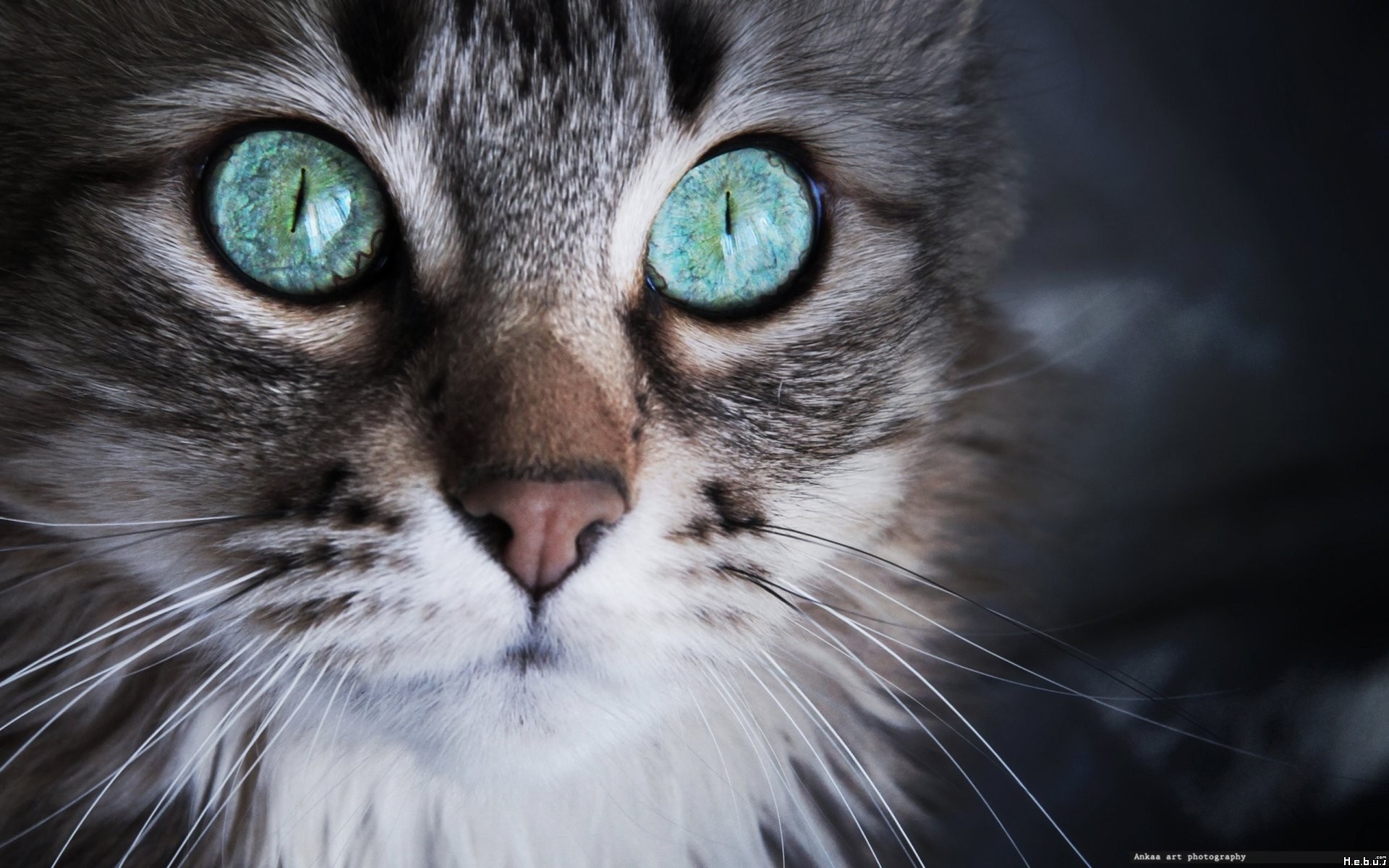 Close up of a cat's face with striking blue eyes HD Wallpaper