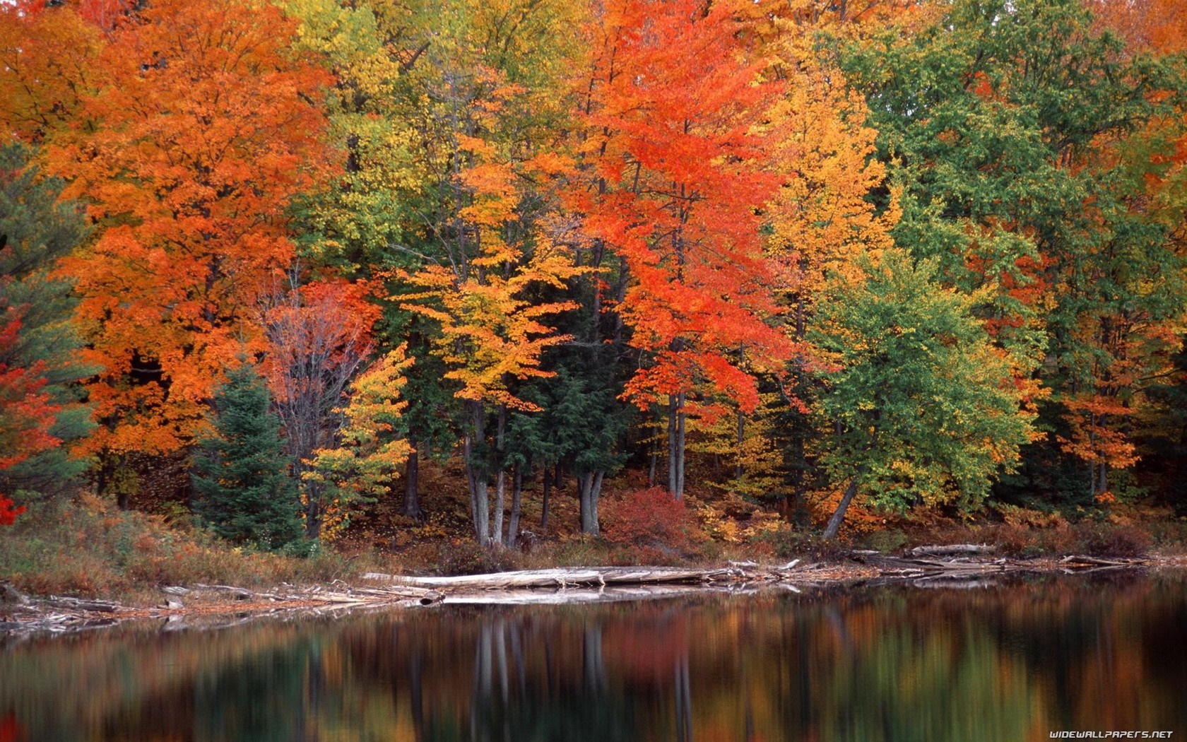 Autumn forest reflected in a calm body of water HD Wallpaper