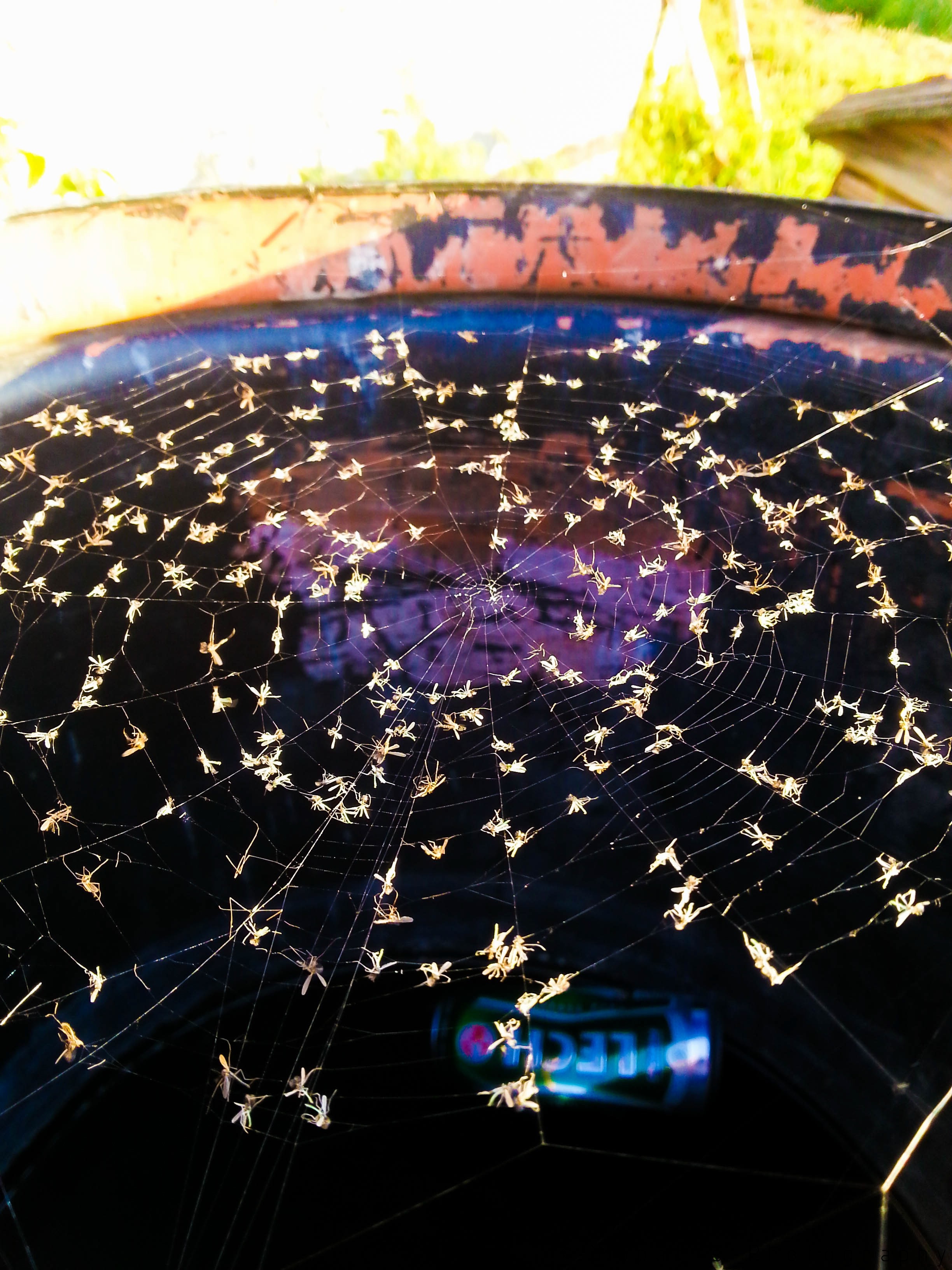 Many small spiders on a large spiderweb HD Wallpaper