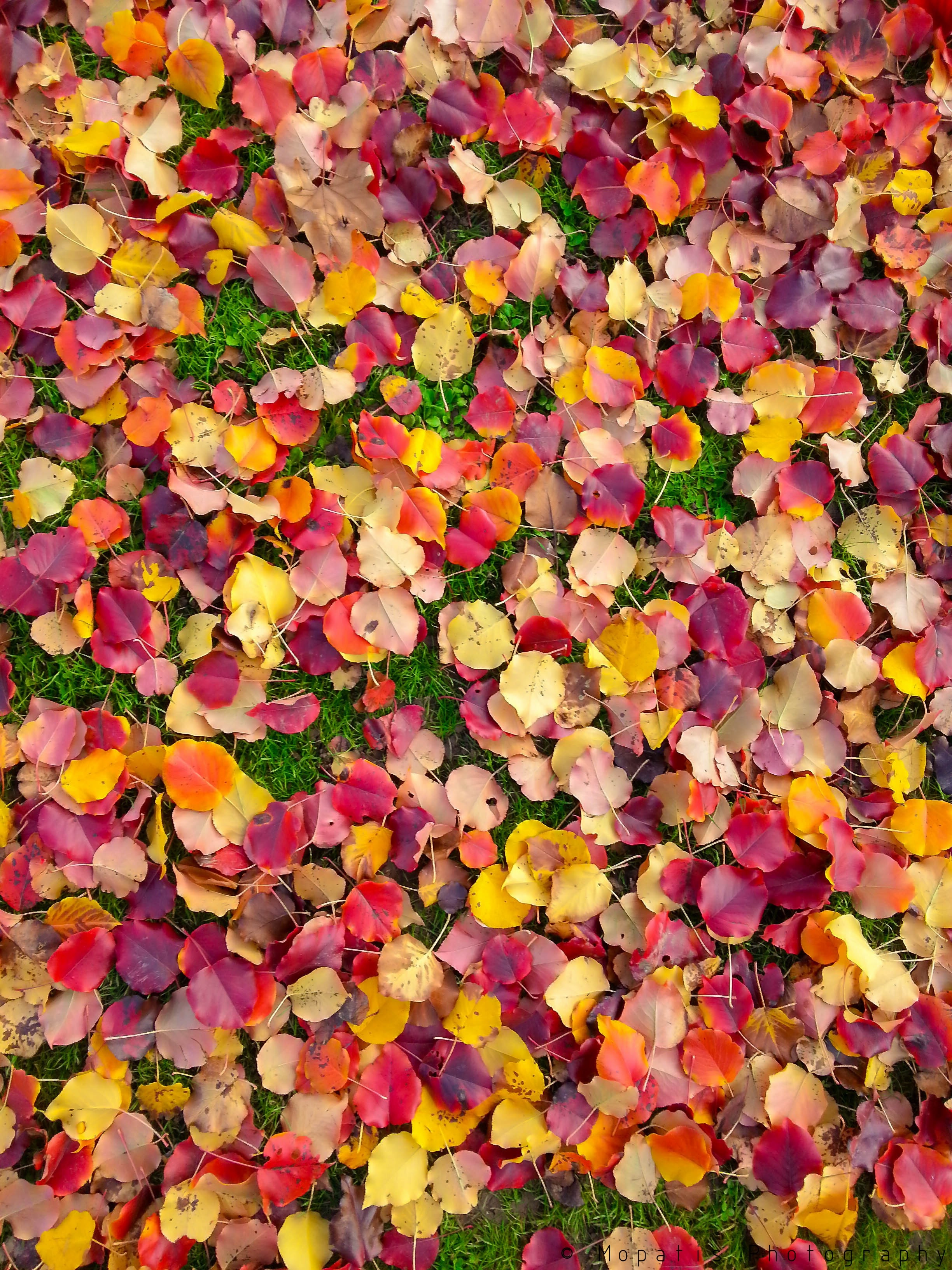 Colorful autumn leaves scattered on green grass HD Wallpaper