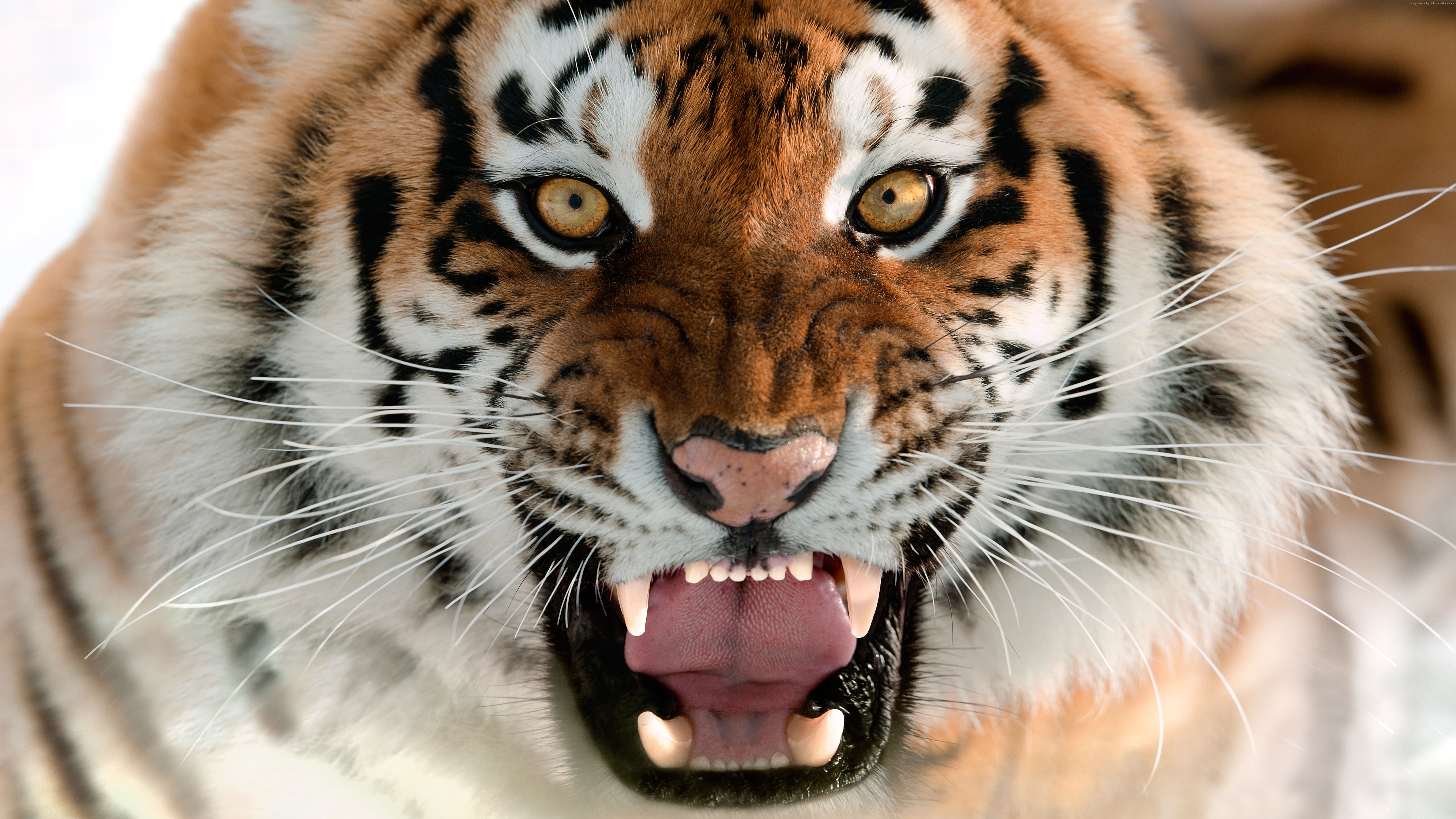 Muzzle, Tiger, portrait, Grin, Amur Tiger HD Wallpaper