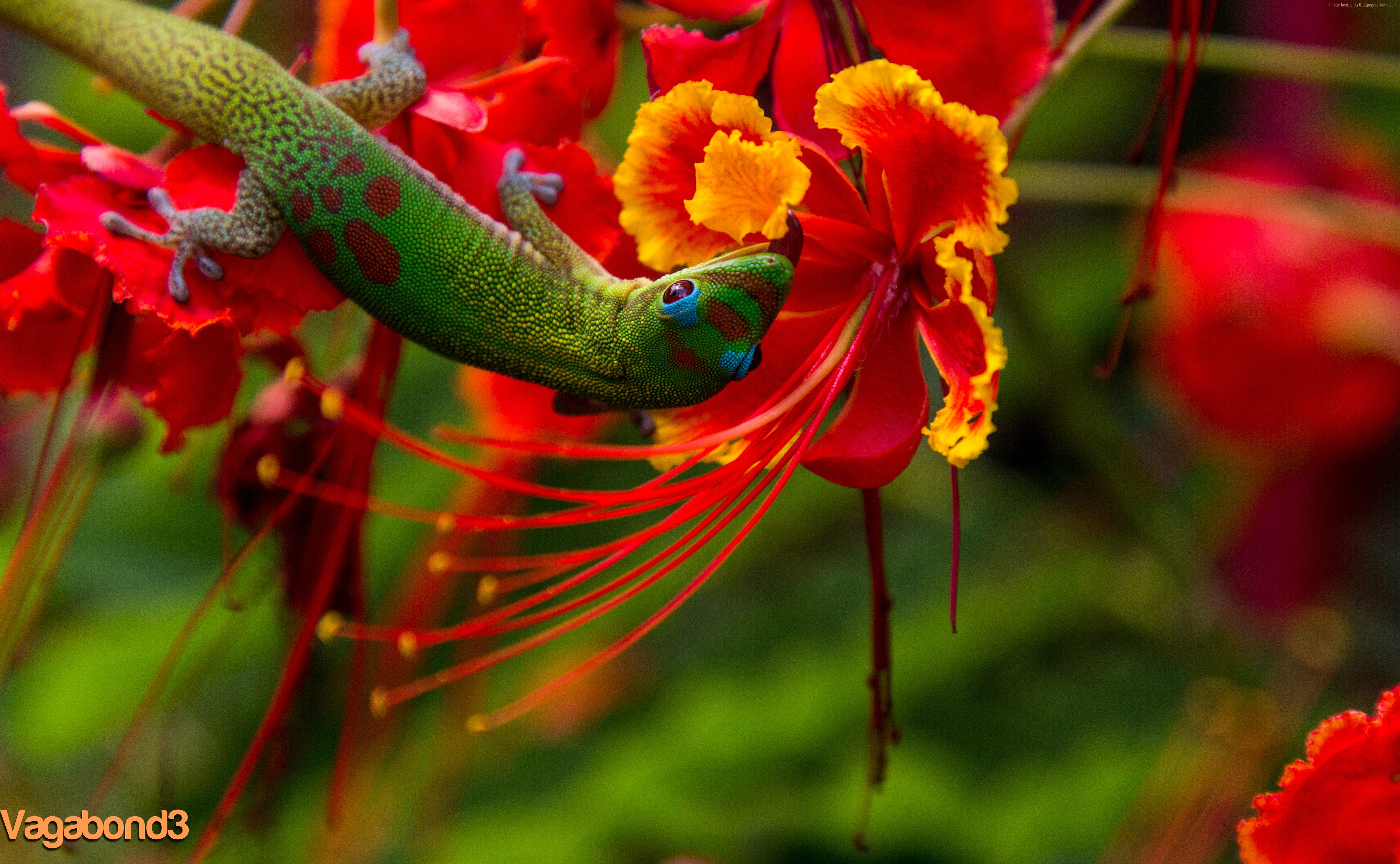 Green Gecko on Red Flowers in Hawaii HD Wallpaper