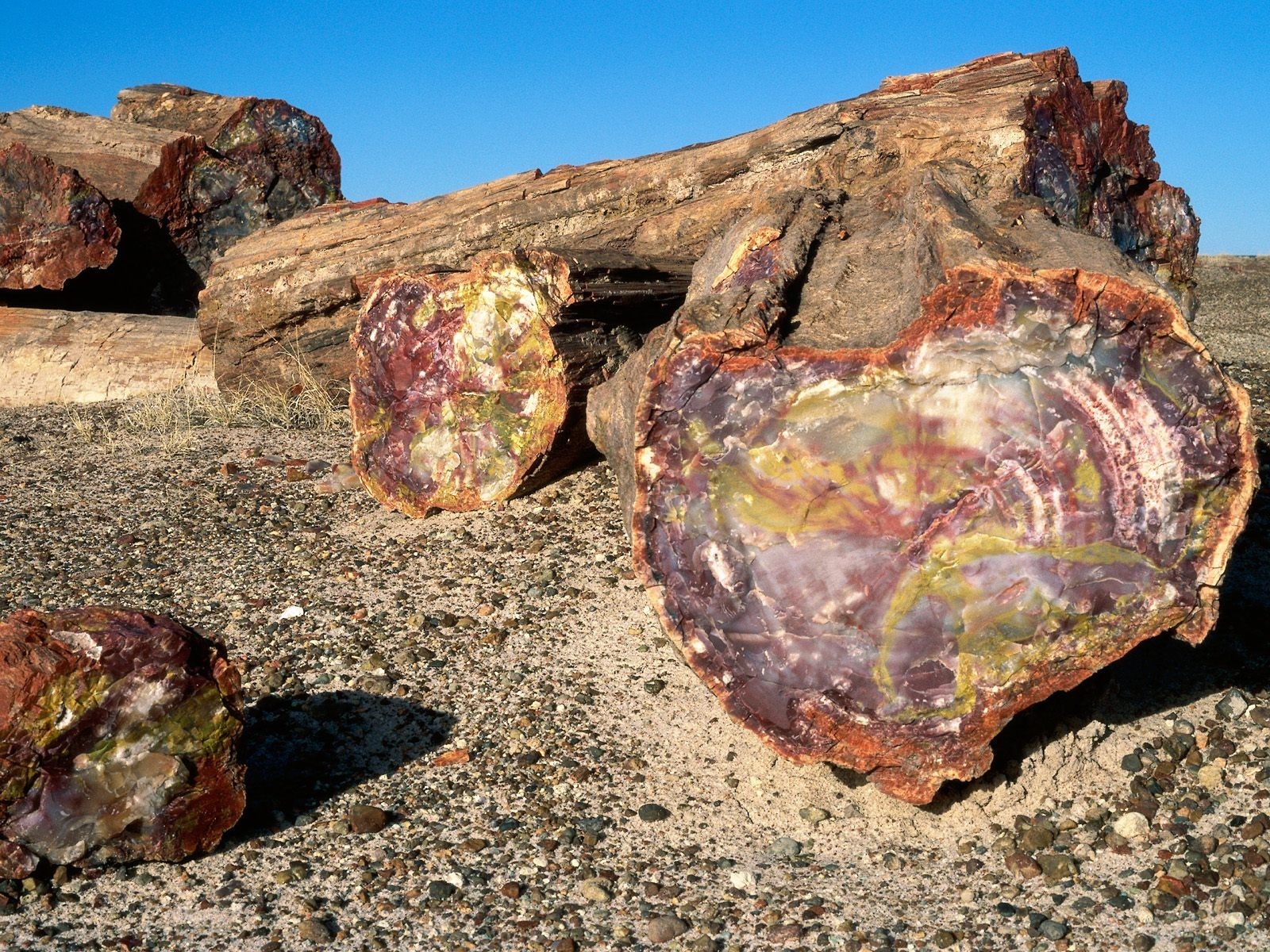 Petrified wood logs in a desert landscape HD Wallpaper