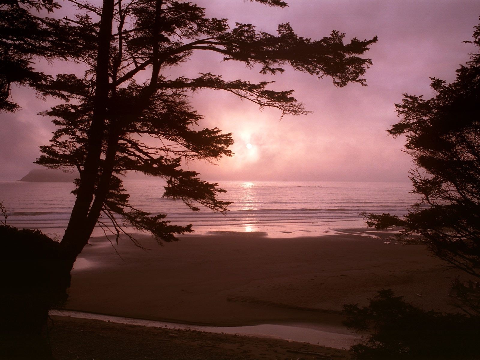Sunset over the sea with trees HD Wallpaper