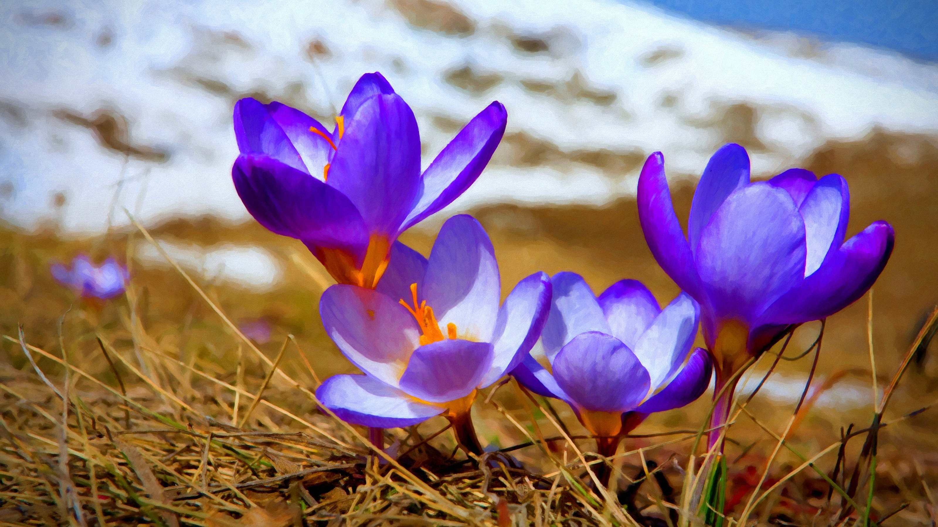 Purple crocuses blooming in dry grass with snow in background HD Wallpaper