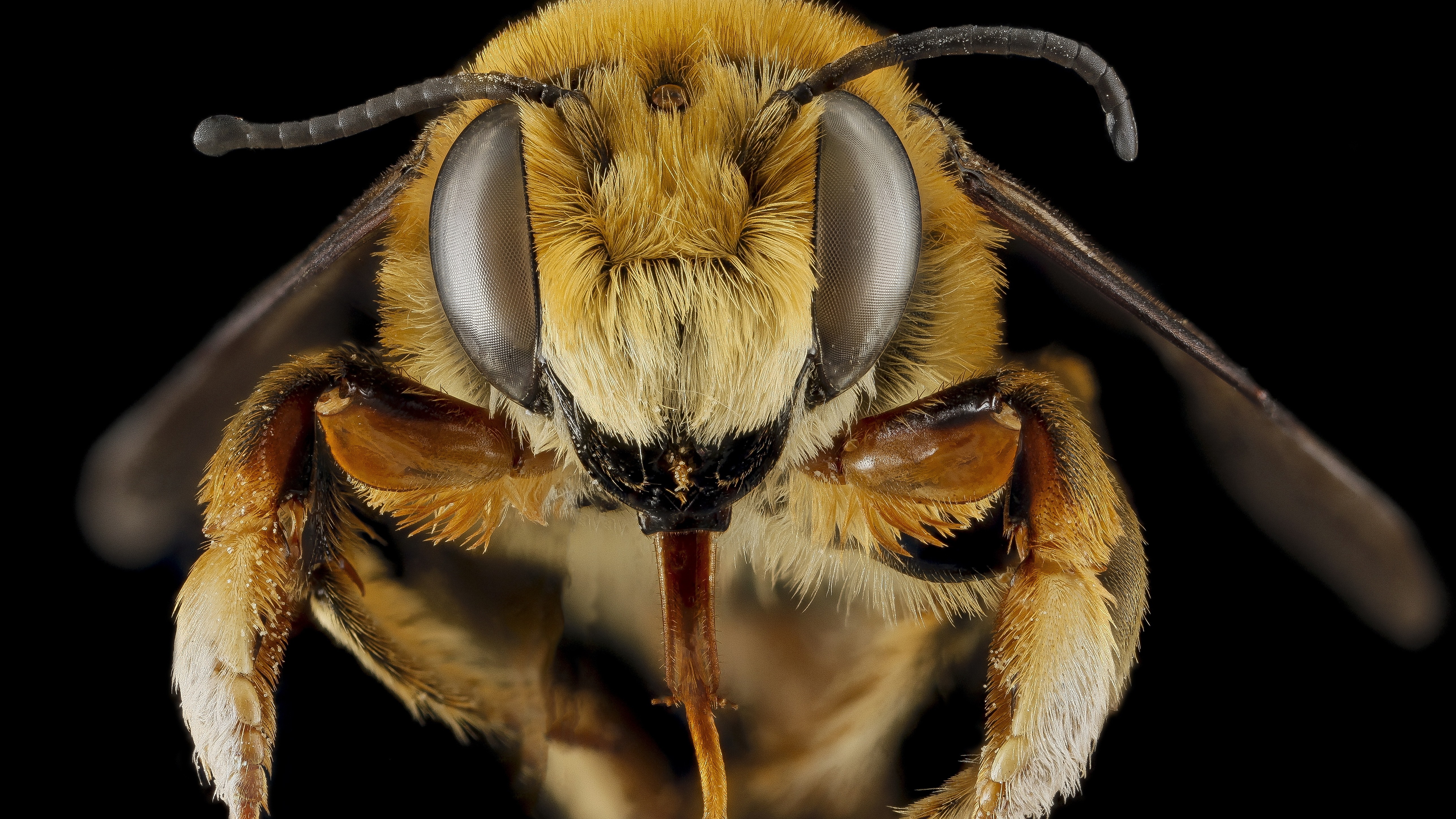 Close-Up Macro of a Bee with Black Background HD Wallpaper