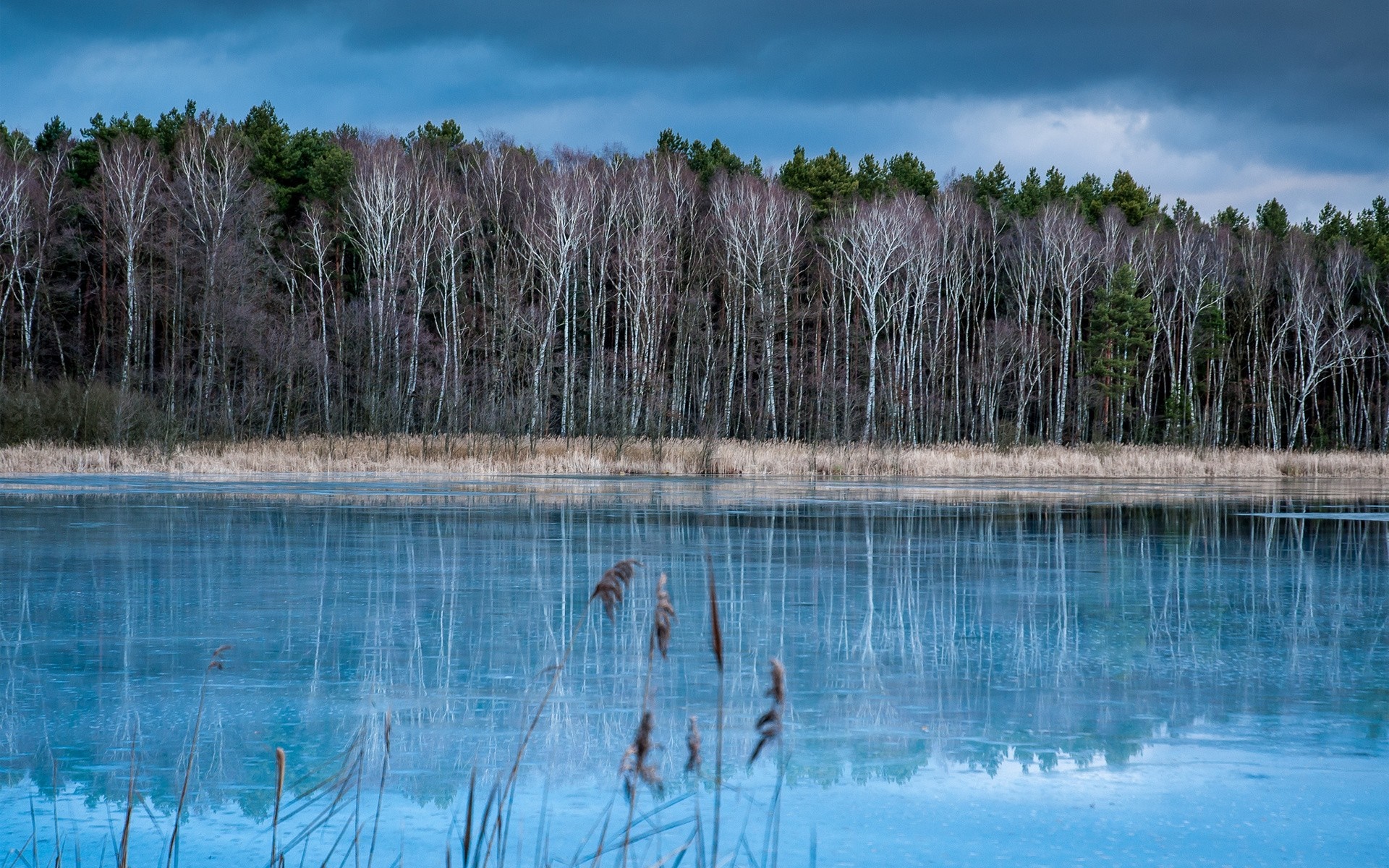Frozen lake with birch trees and dark clouds HD Wallpaper
