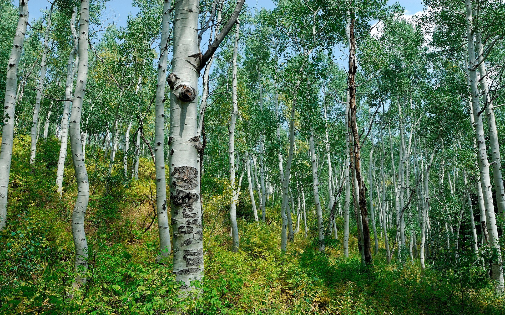 Aspen forest with green foliage and blue sky HD Wallpaper