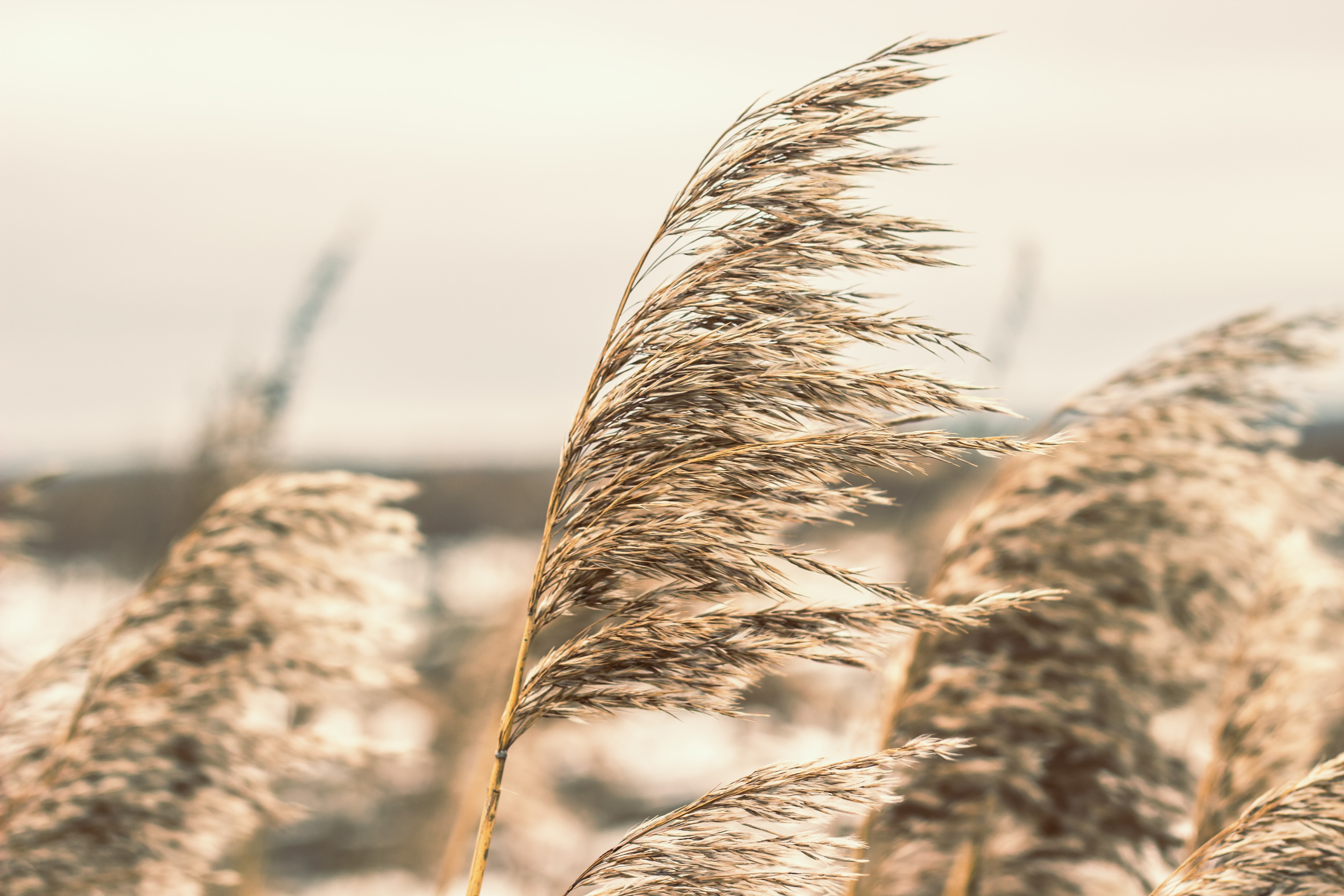 Close-up of dry reeds blowing in the wind HD Wallpaper