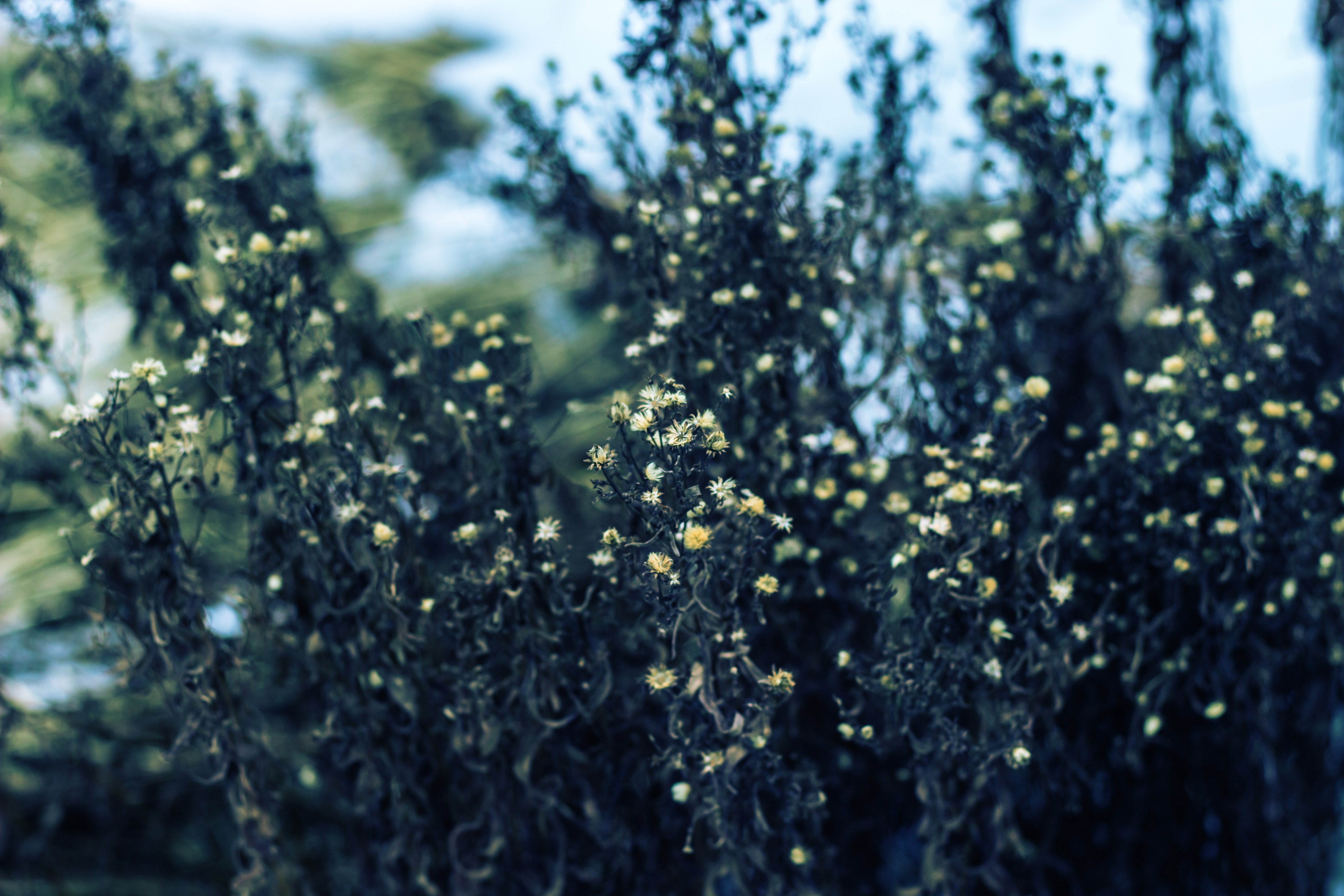 Close-up of dried plants with small white flowers HD Wallpaper