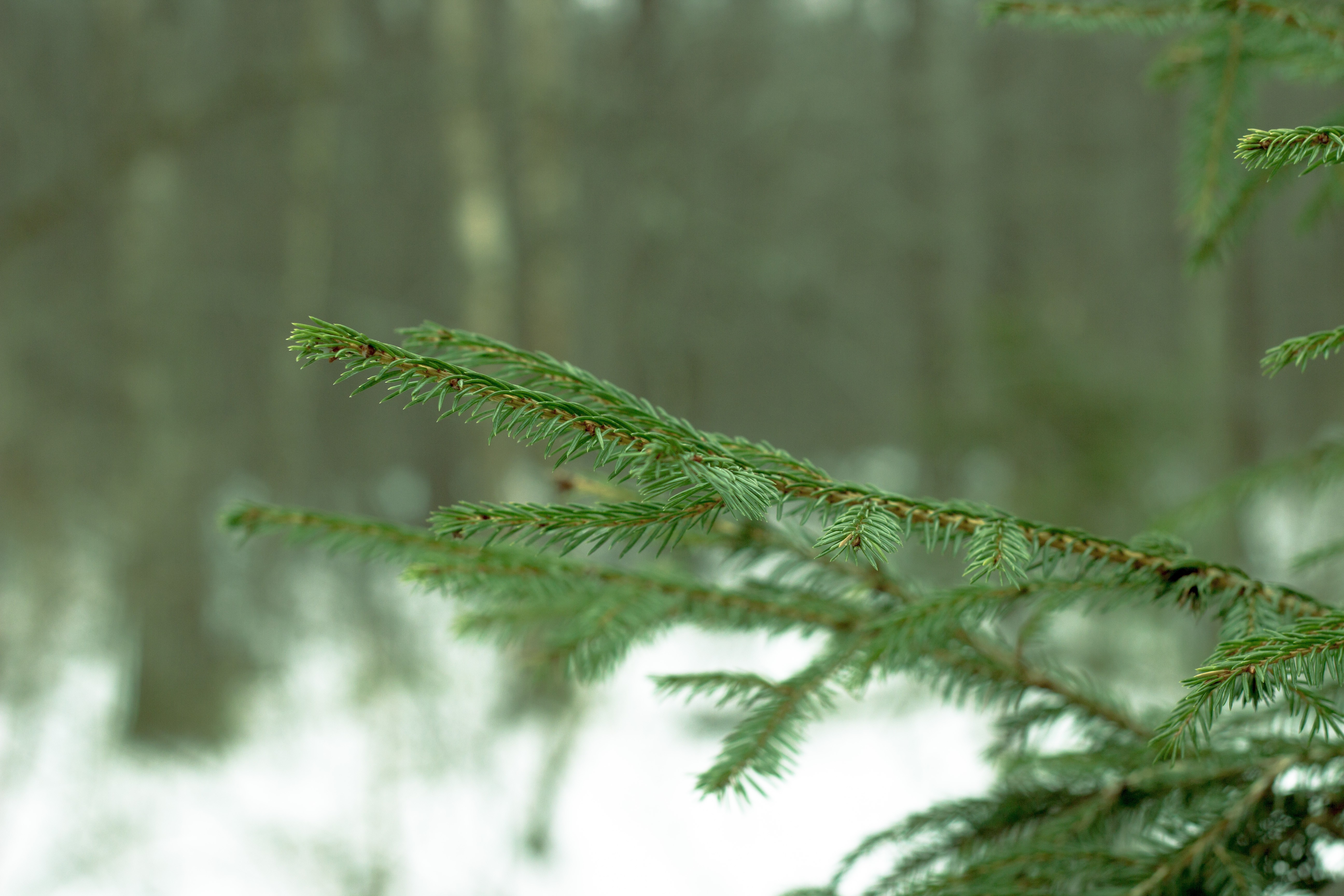 Close-up of a spruce branch with snow in the background HD Wallpaper