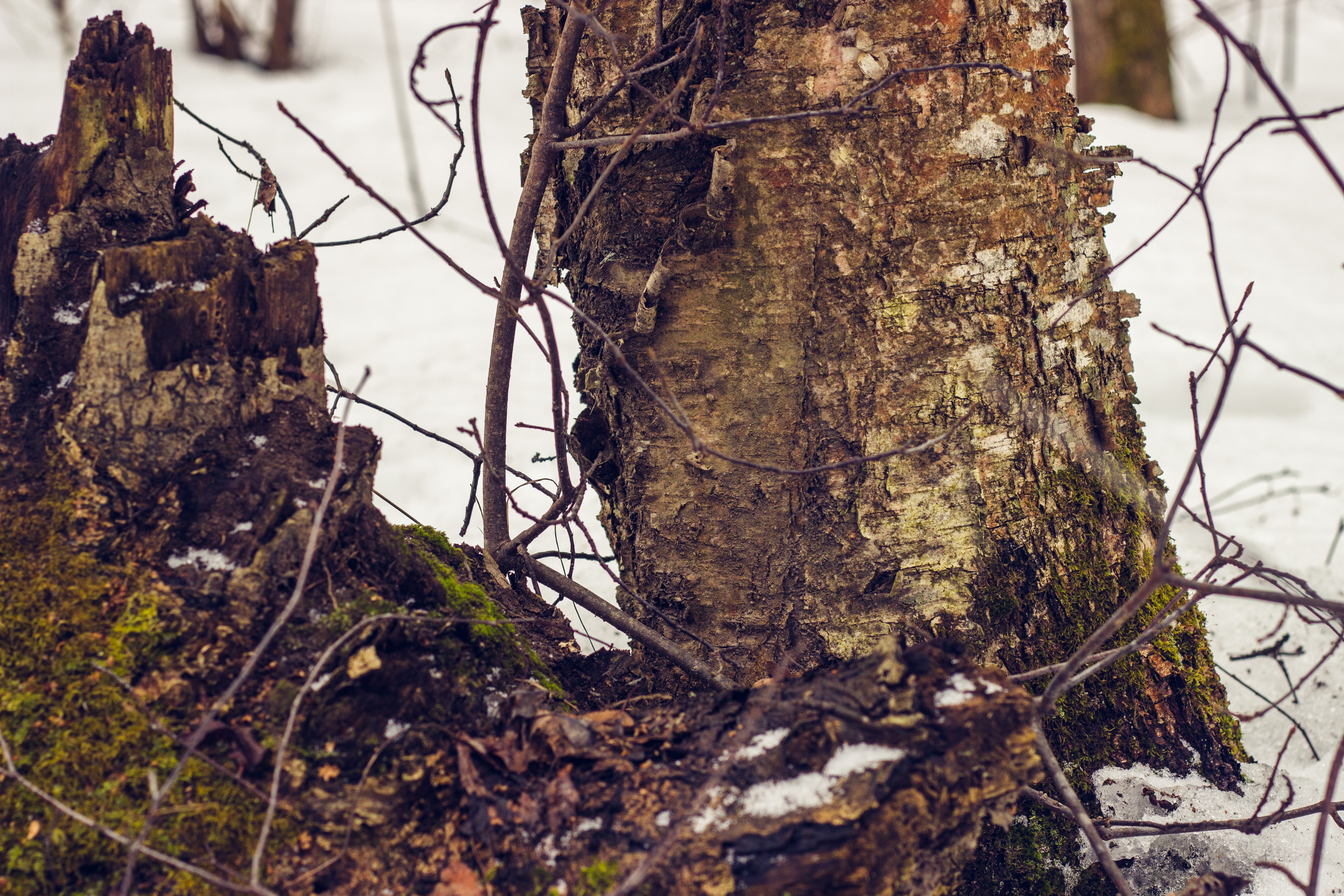 Tree stump and trunk in a snowy forest HD Wallpaper
