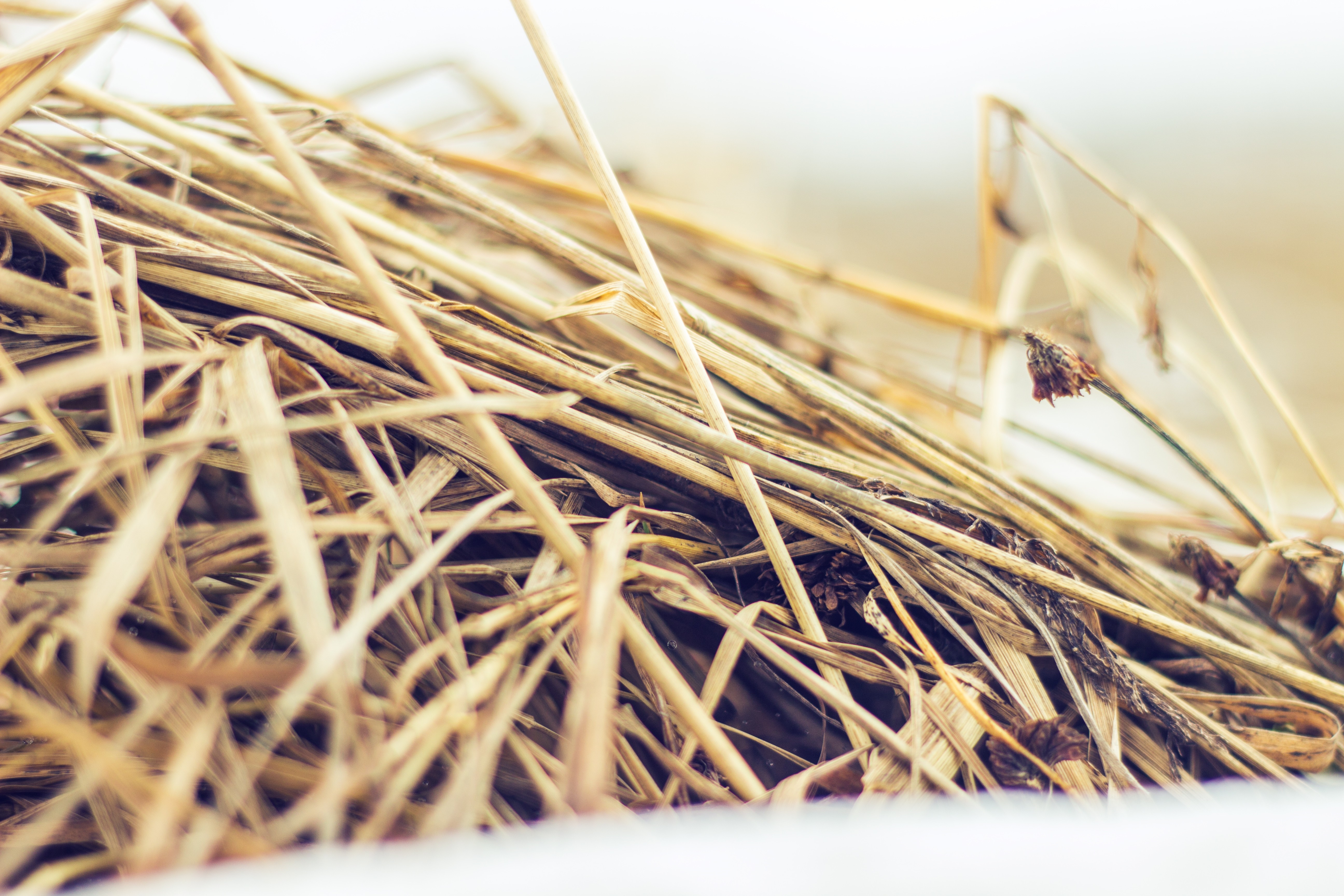 Close-up of dry straw and grass HD Wallpaper