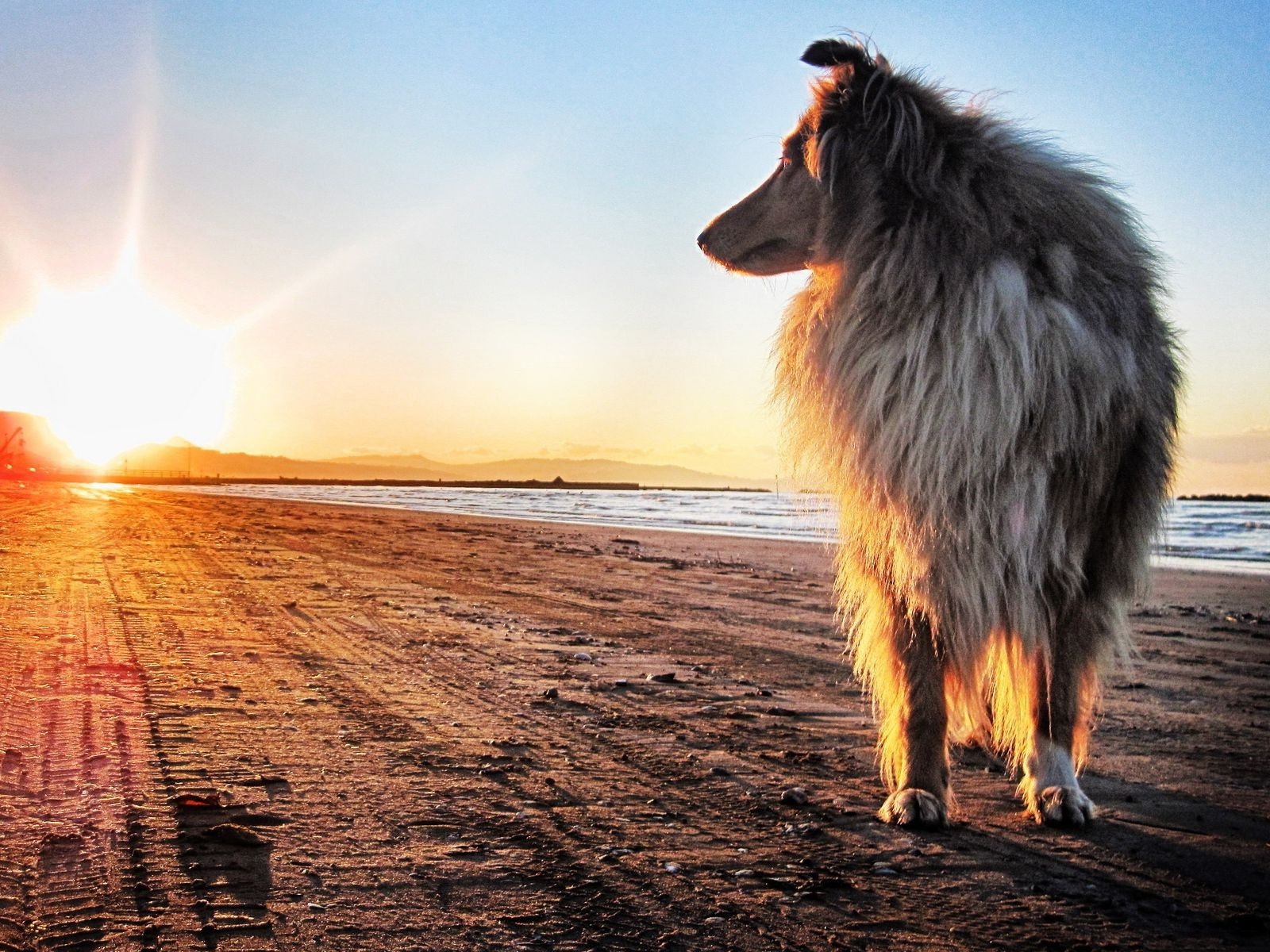 Long-haired dog on a beach at sunset HD Wallpaper