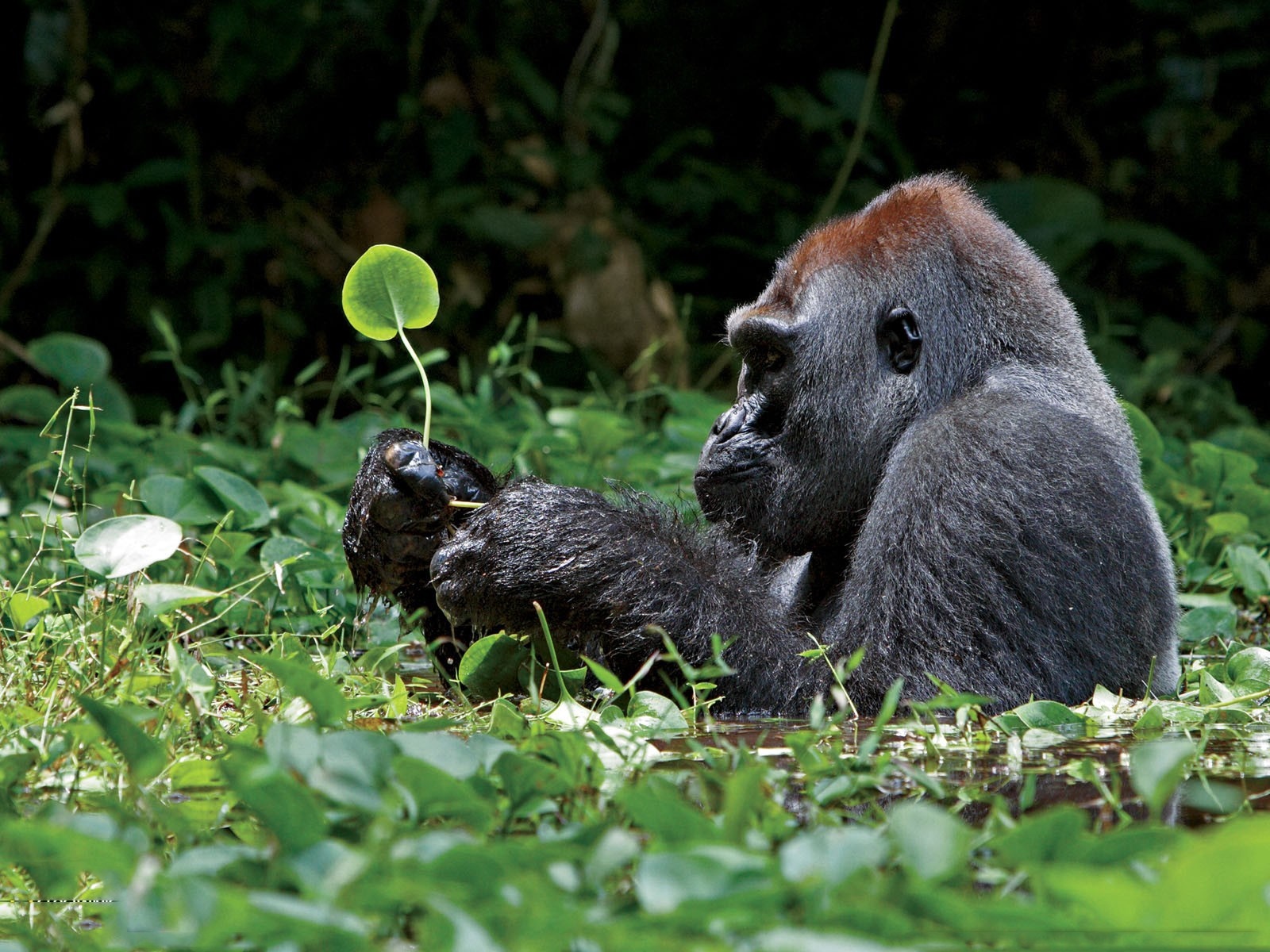 Gorilla sitting in water with a plant HD Wallpaper