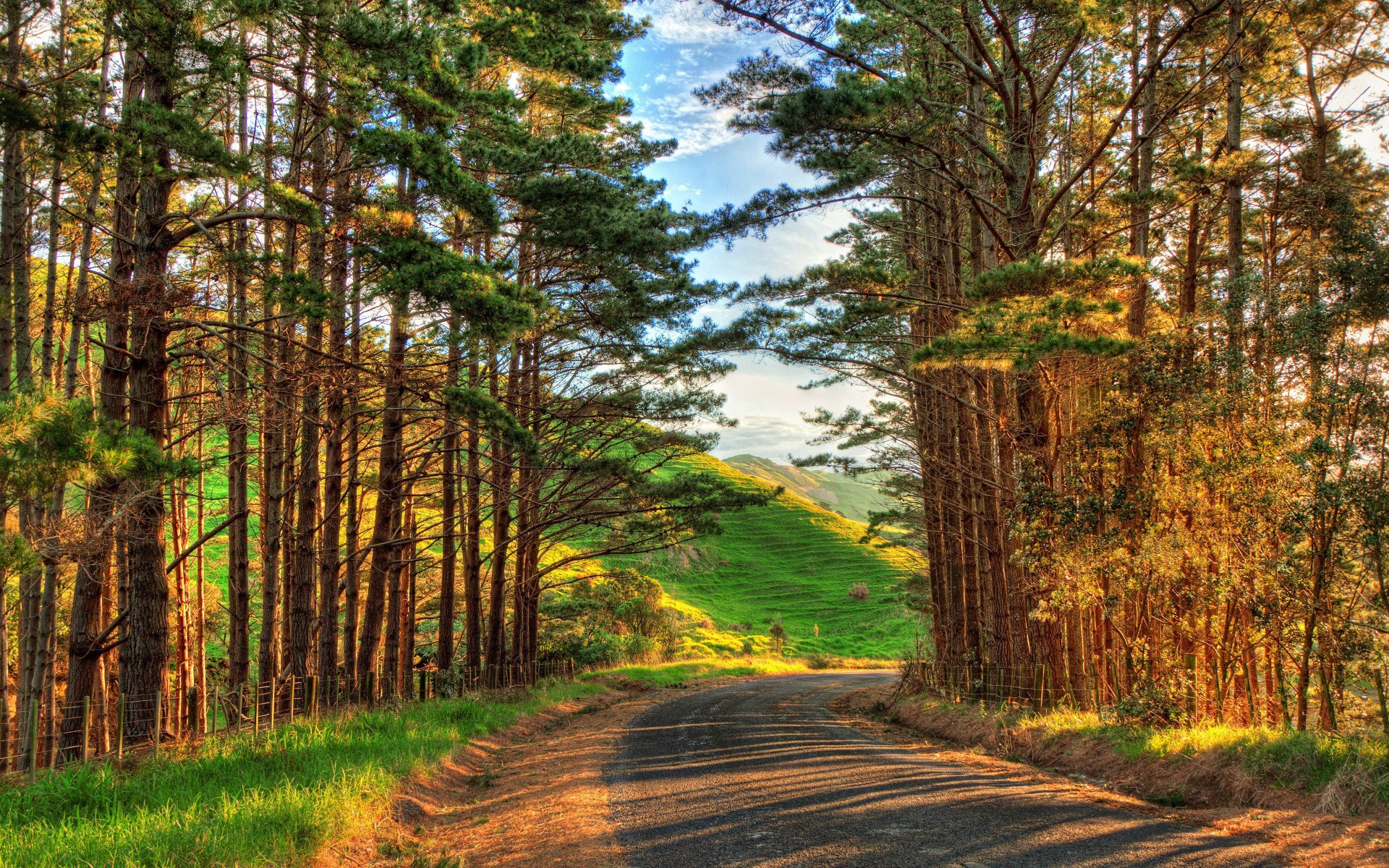 Road through a pine forest to a green hill HD Wallpaper