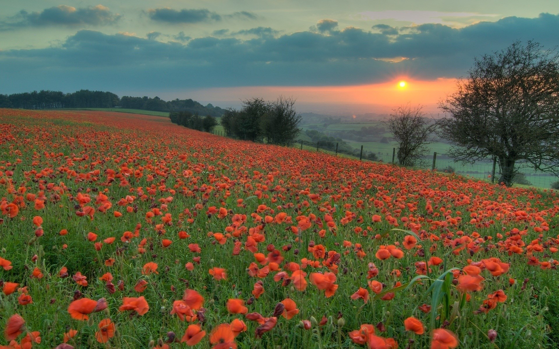 Field of poppies at sunset HD Wallpaper