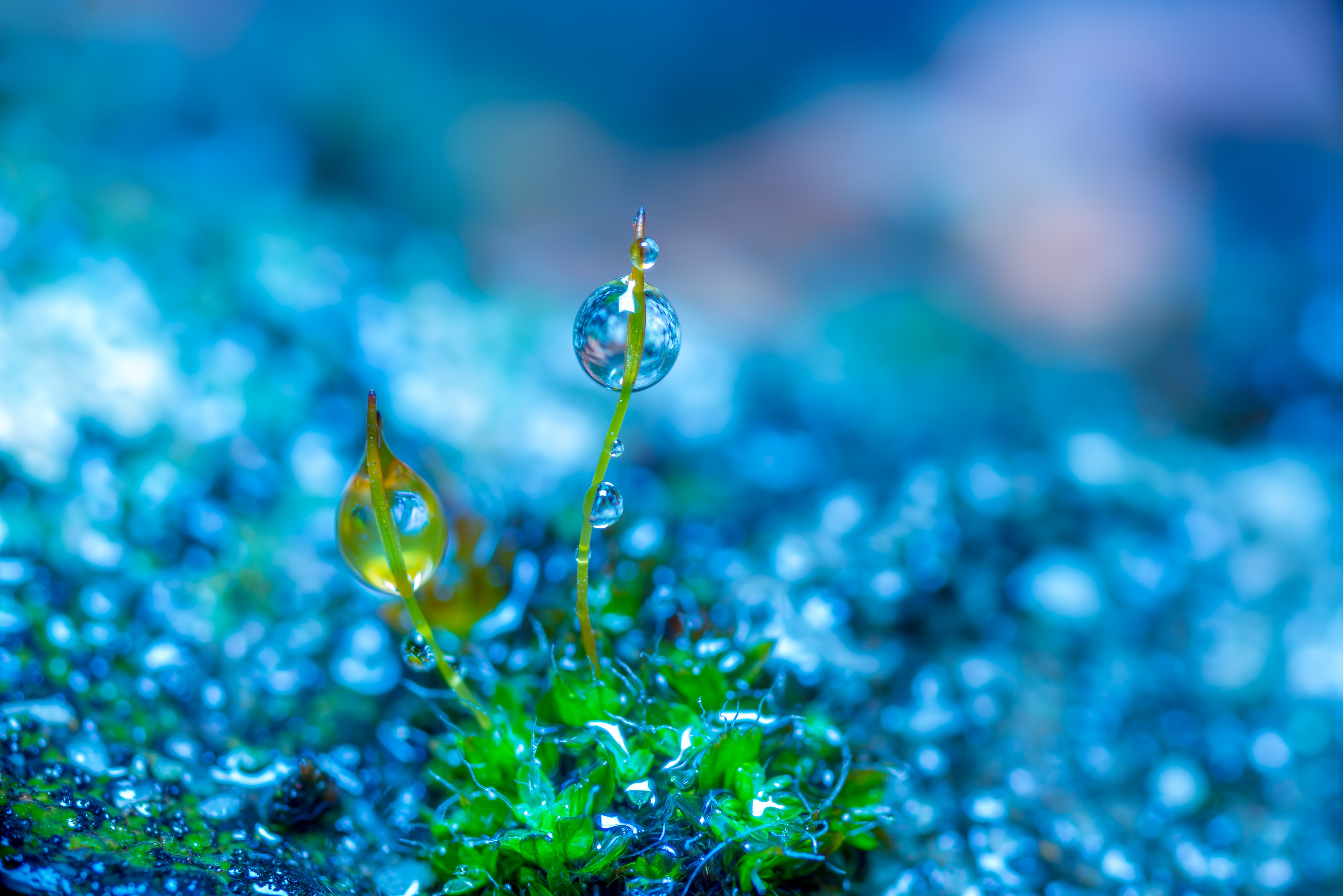 Macro shot of moss with water drops HD Wallpaper