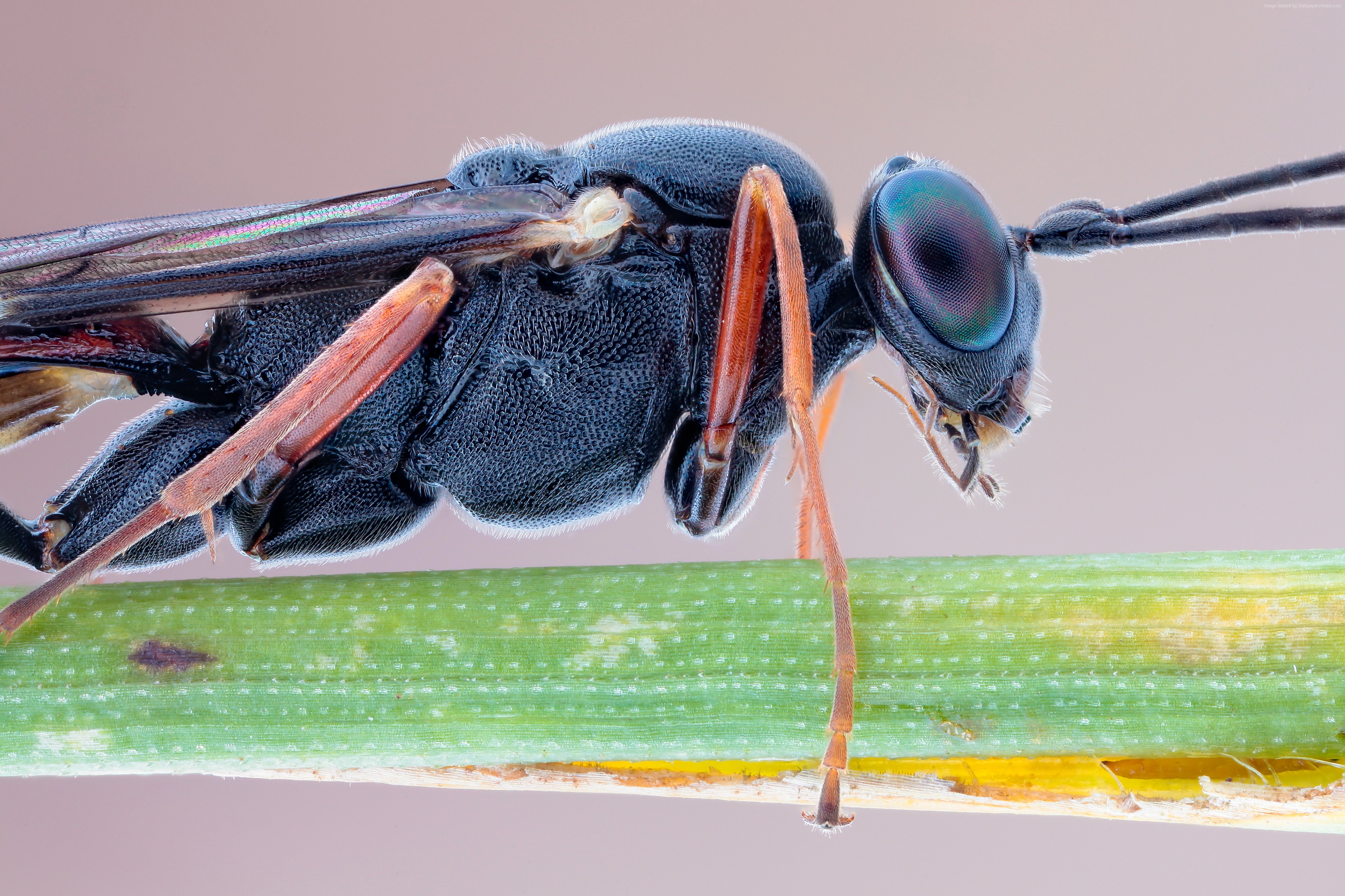 Macro shot of a black parasitic wasp on a green stem HD Wallpaper