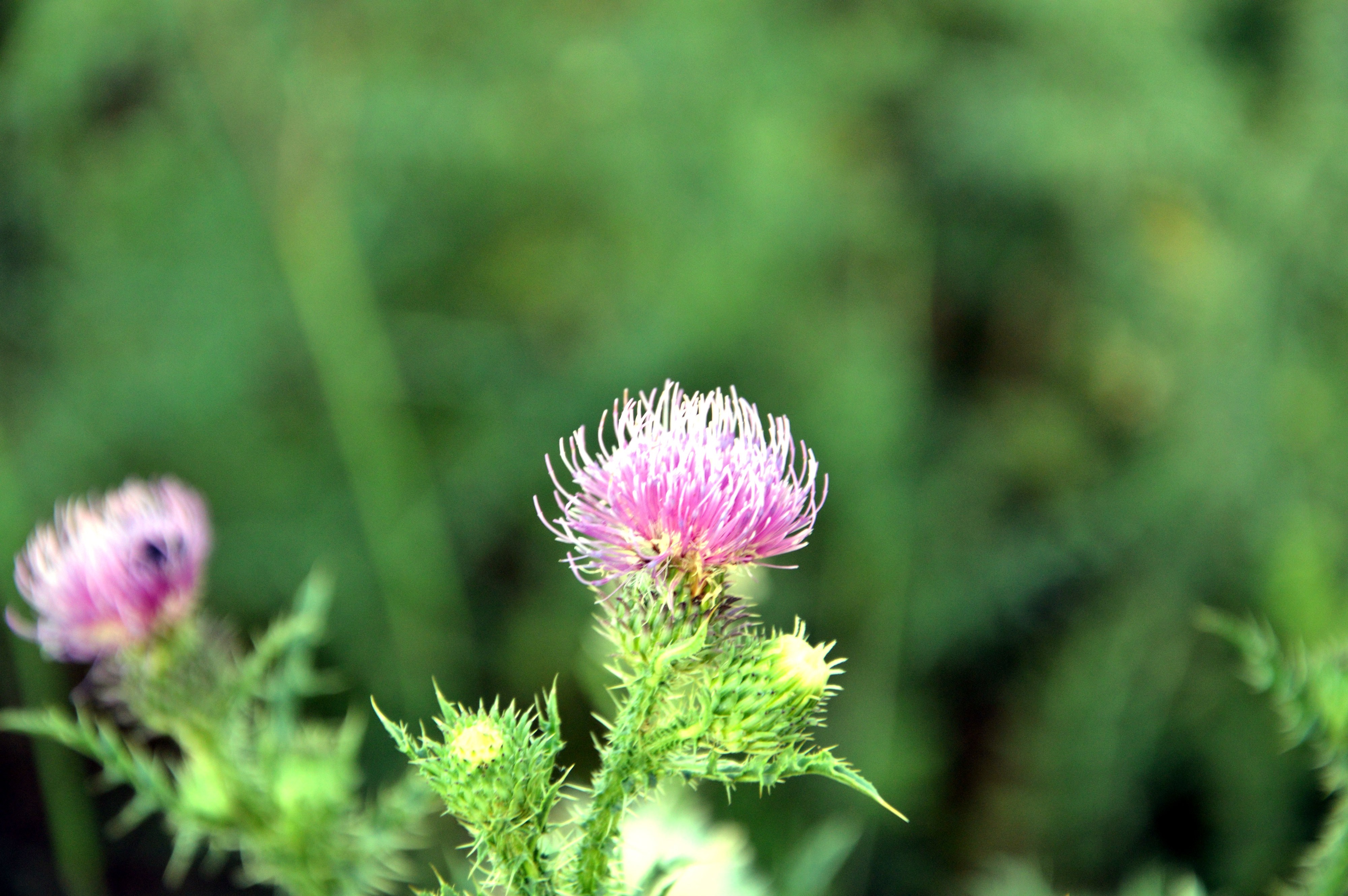 Pink thistle flower with green thorny stem HD Wallpaper