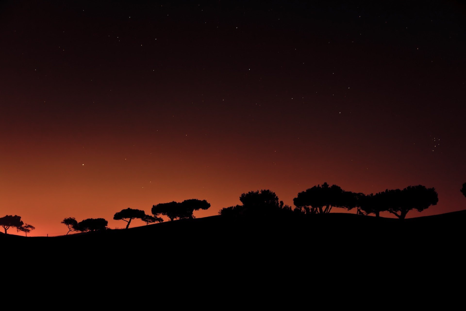 Silhouette of trees against a starry night sky HD Wallpaper